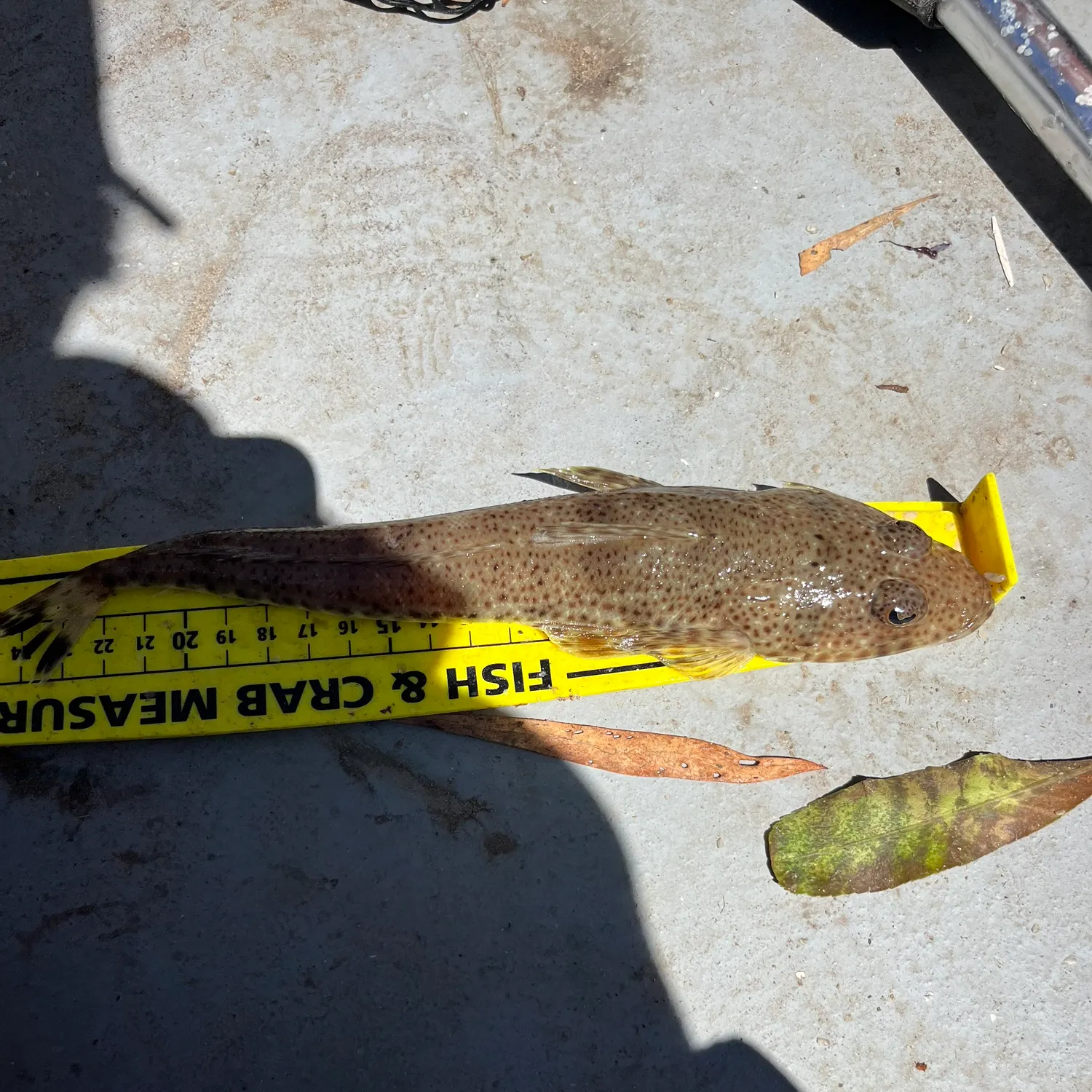 The most recent Dusky flathead catches on Fishbrain