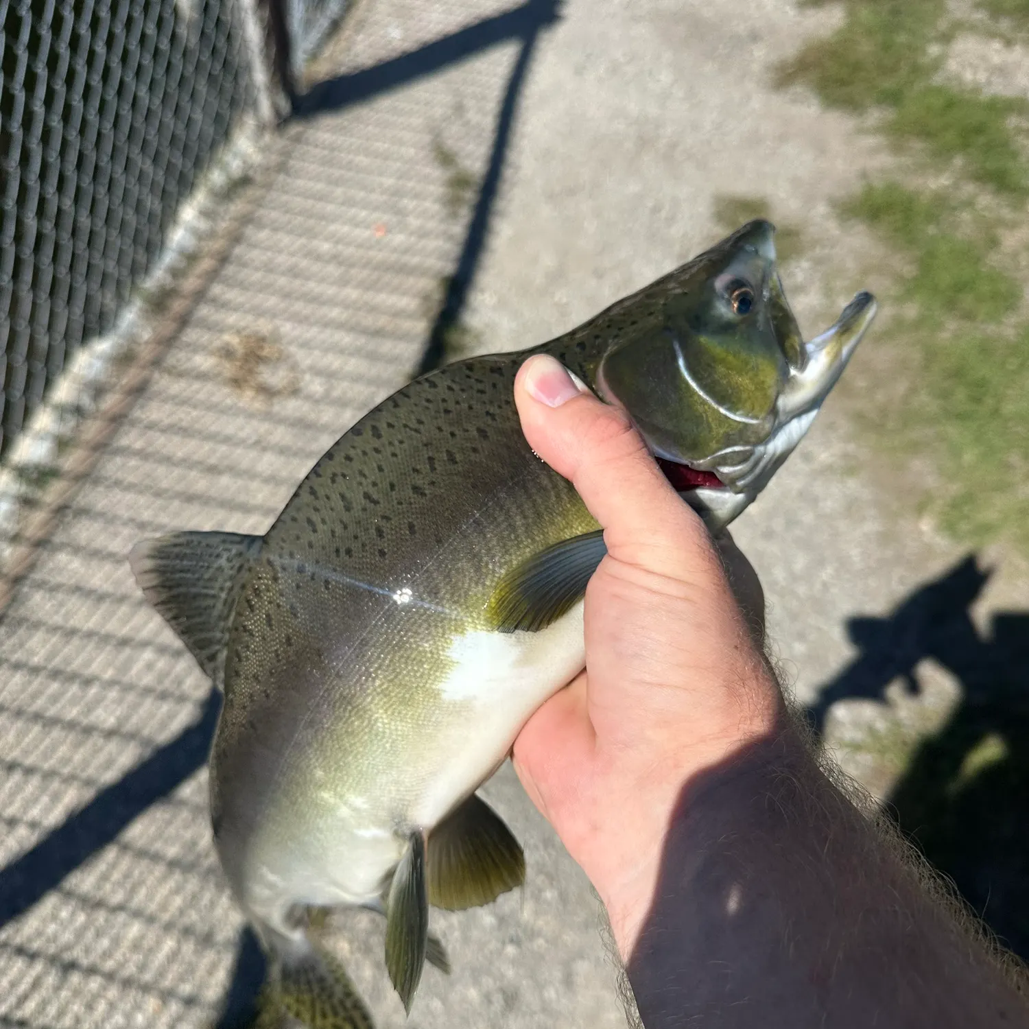 Pink salmon caught on Fishbrain