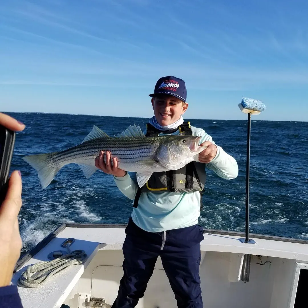 Striped bass caught on Fishbrain