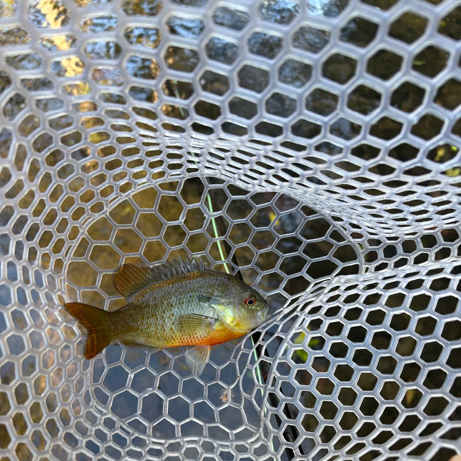 Redbreast sunfish caught on Fishbrain