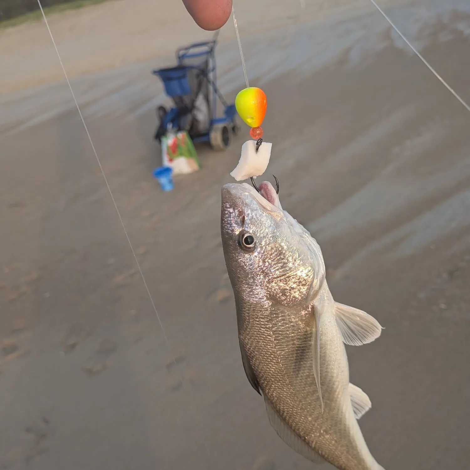 Gulf kingcroaker caught on Fishbrain