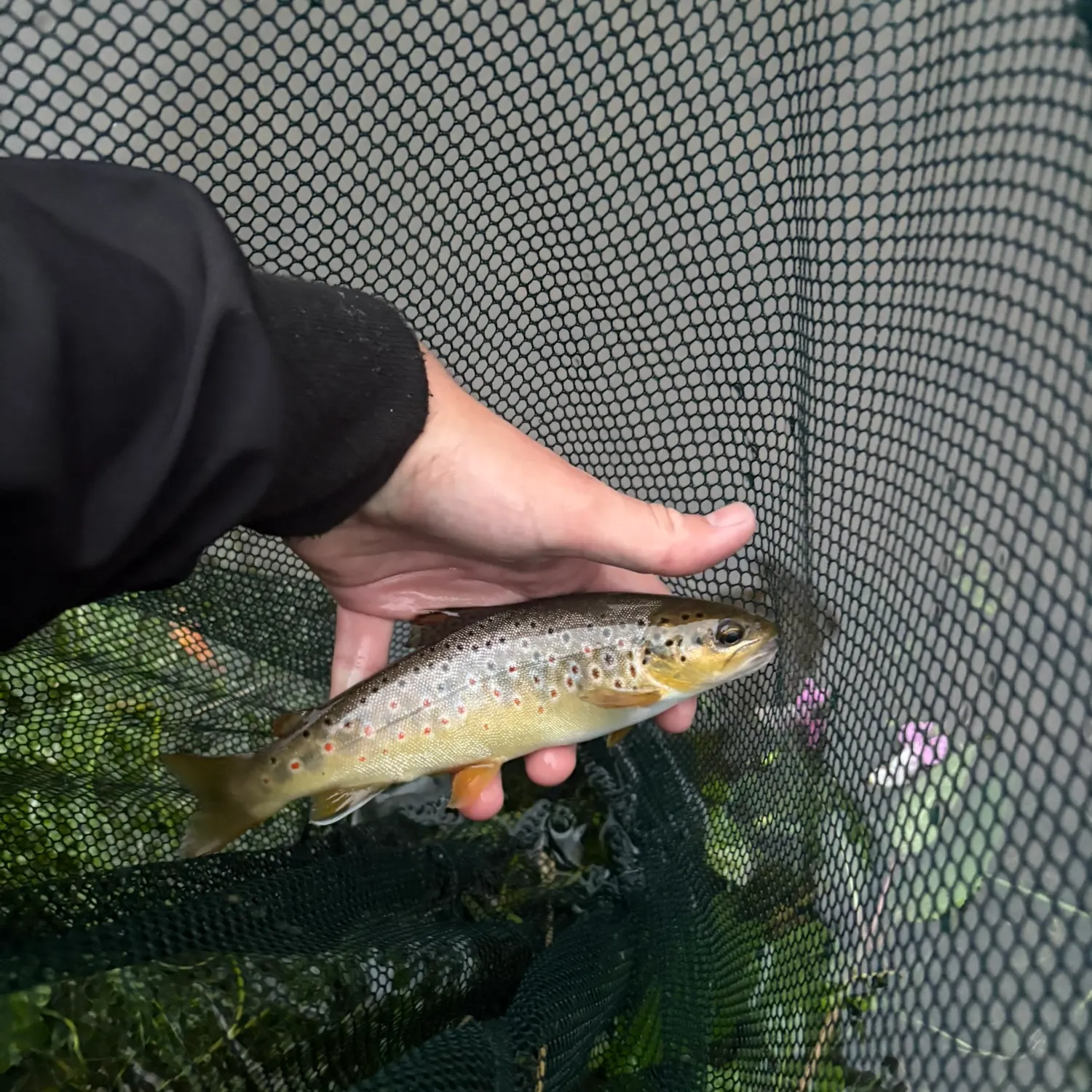 Brown trout caught on Fishbrain