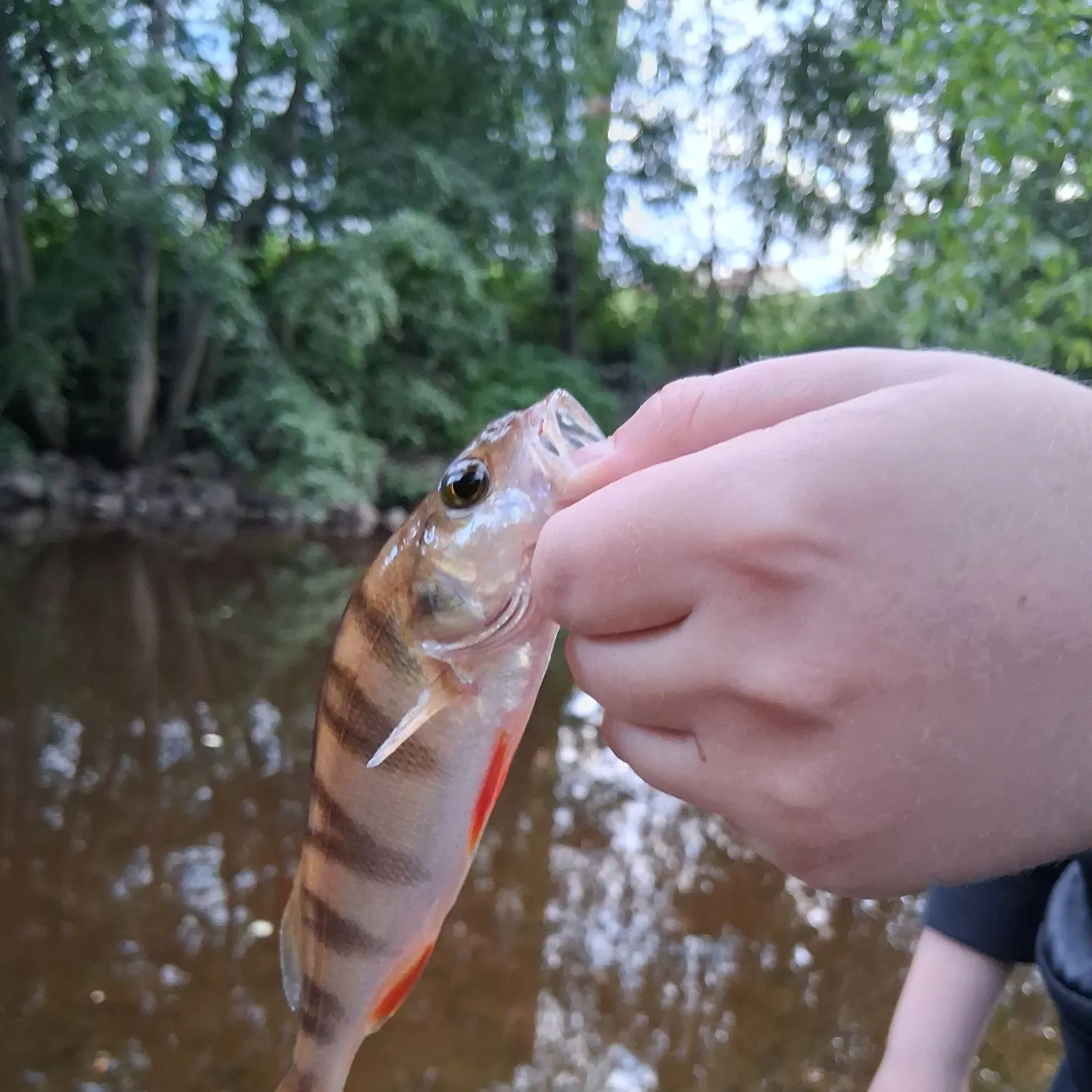 European perch caught on Fishbrain