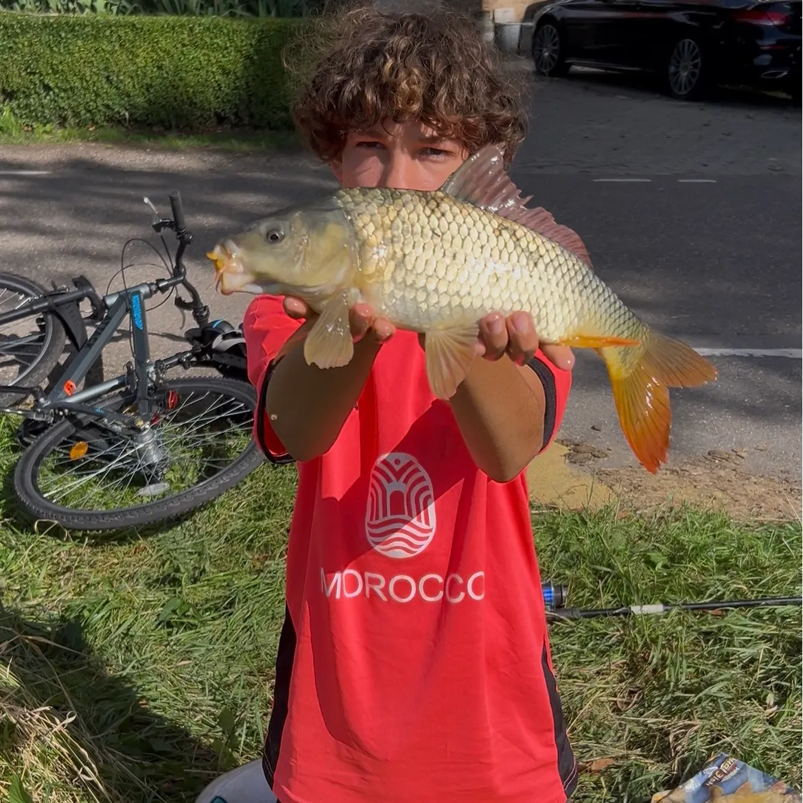 Common carp caught on Fishbrain