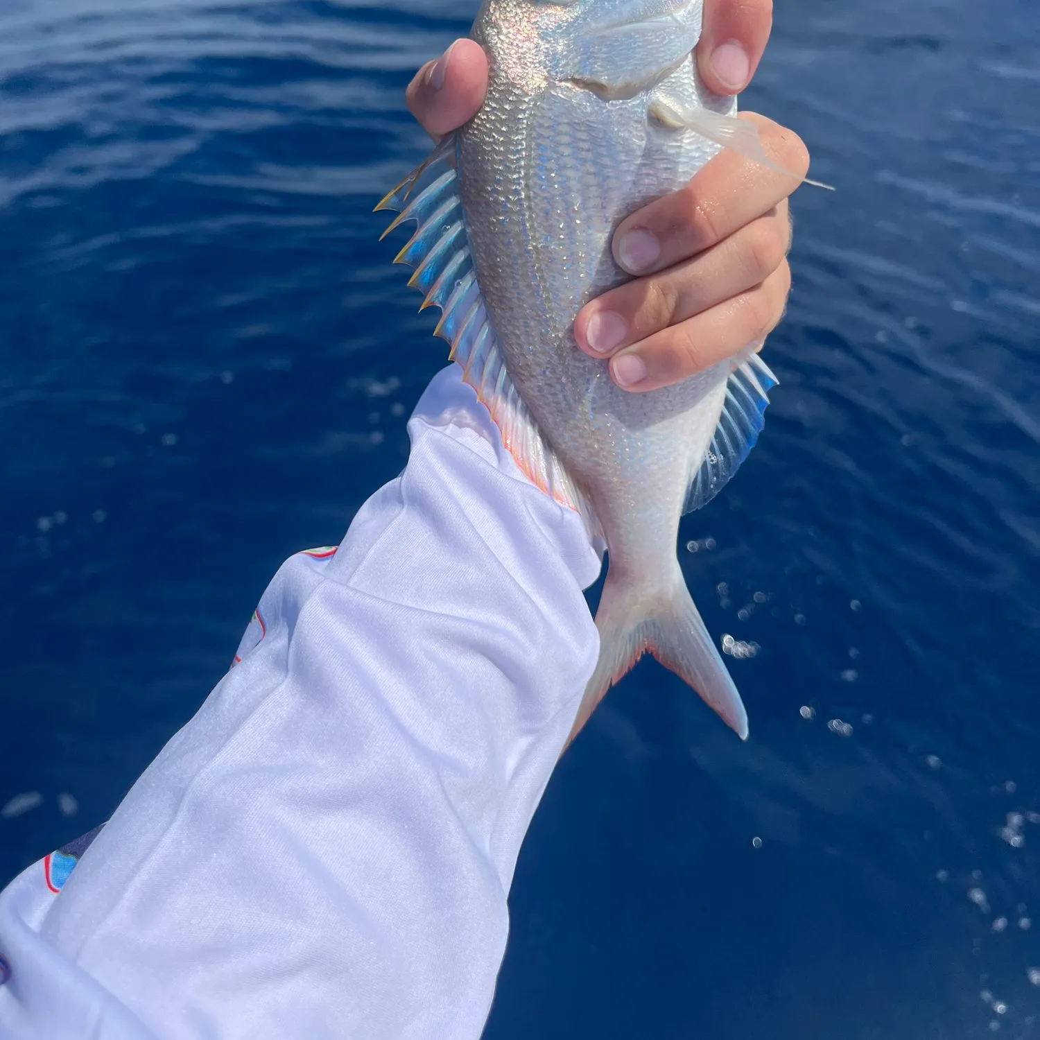 The most recent Common seabream catches on Fishbrain