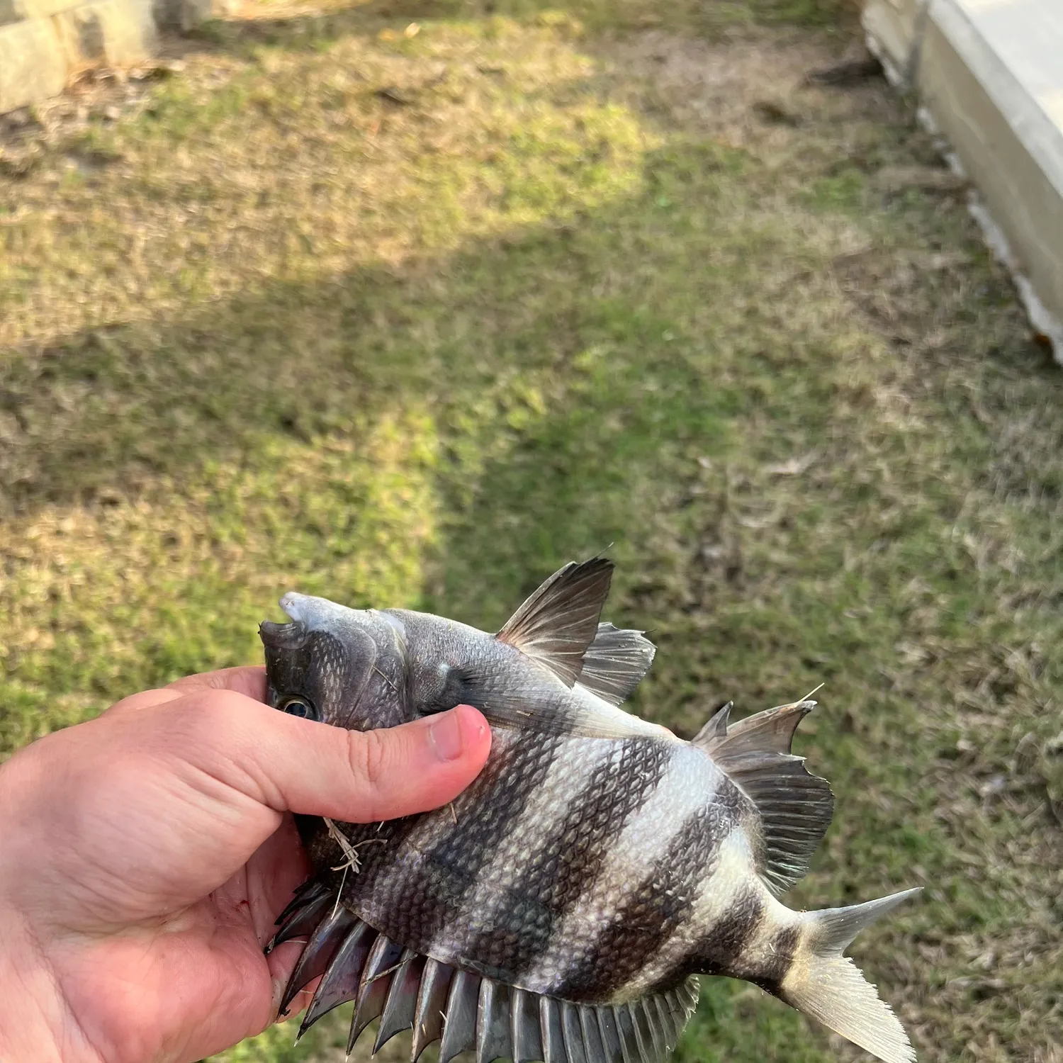 The most recent Sheepshead catches on Fishbrain