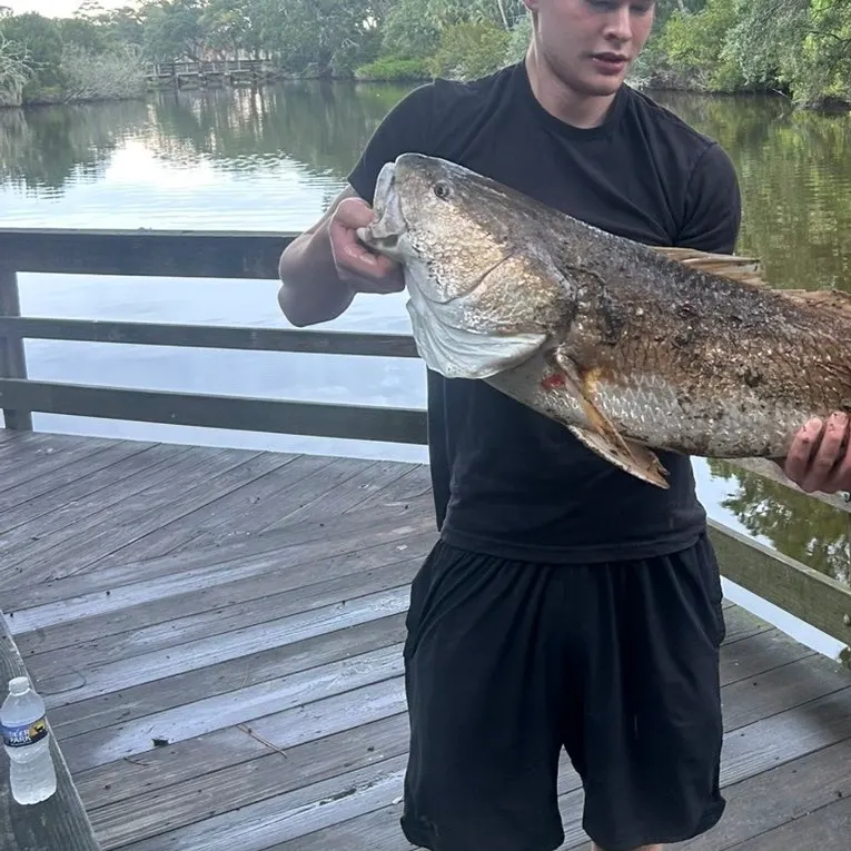 Red drum caught on Fishbrain