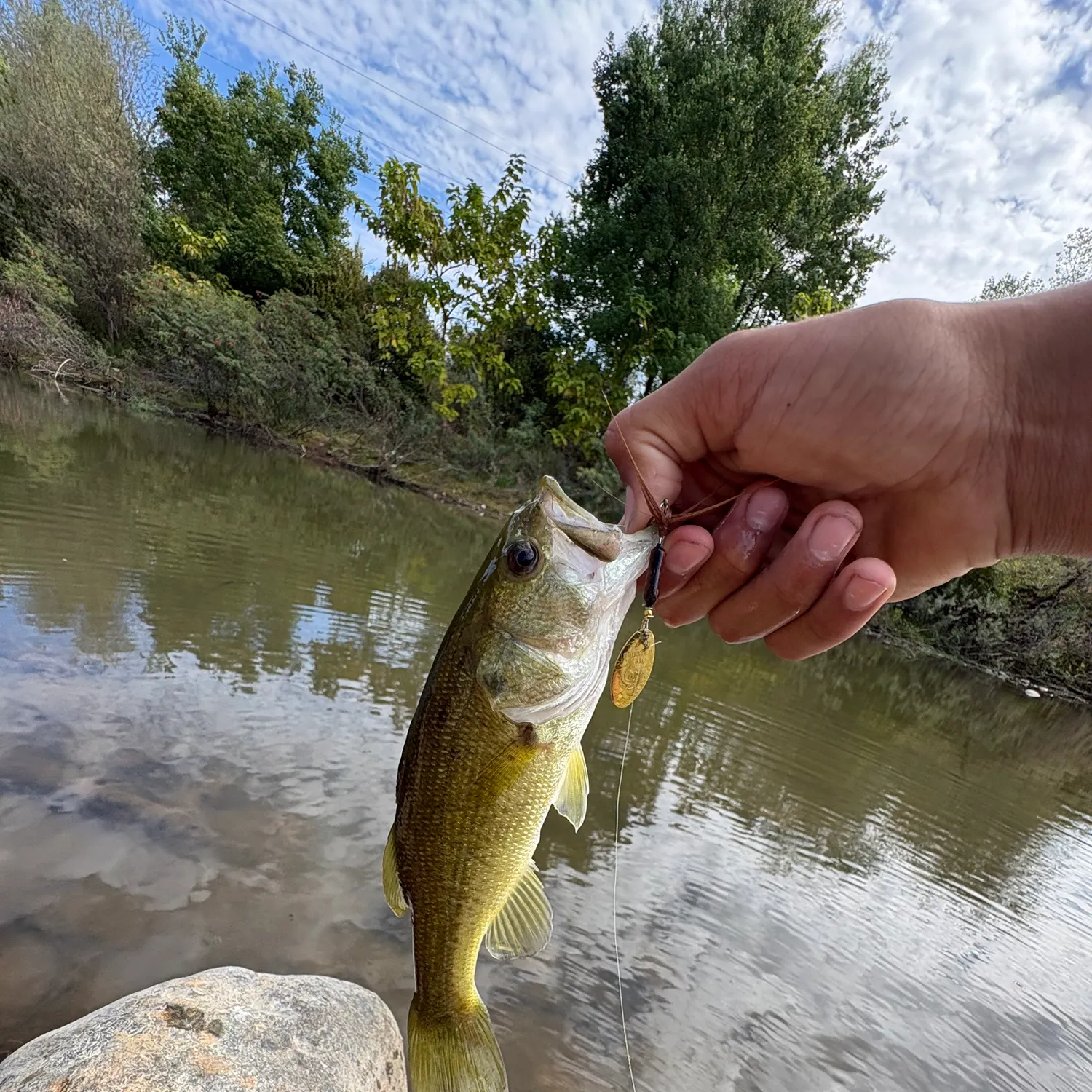 Largemouth bass caught on Fishbrain