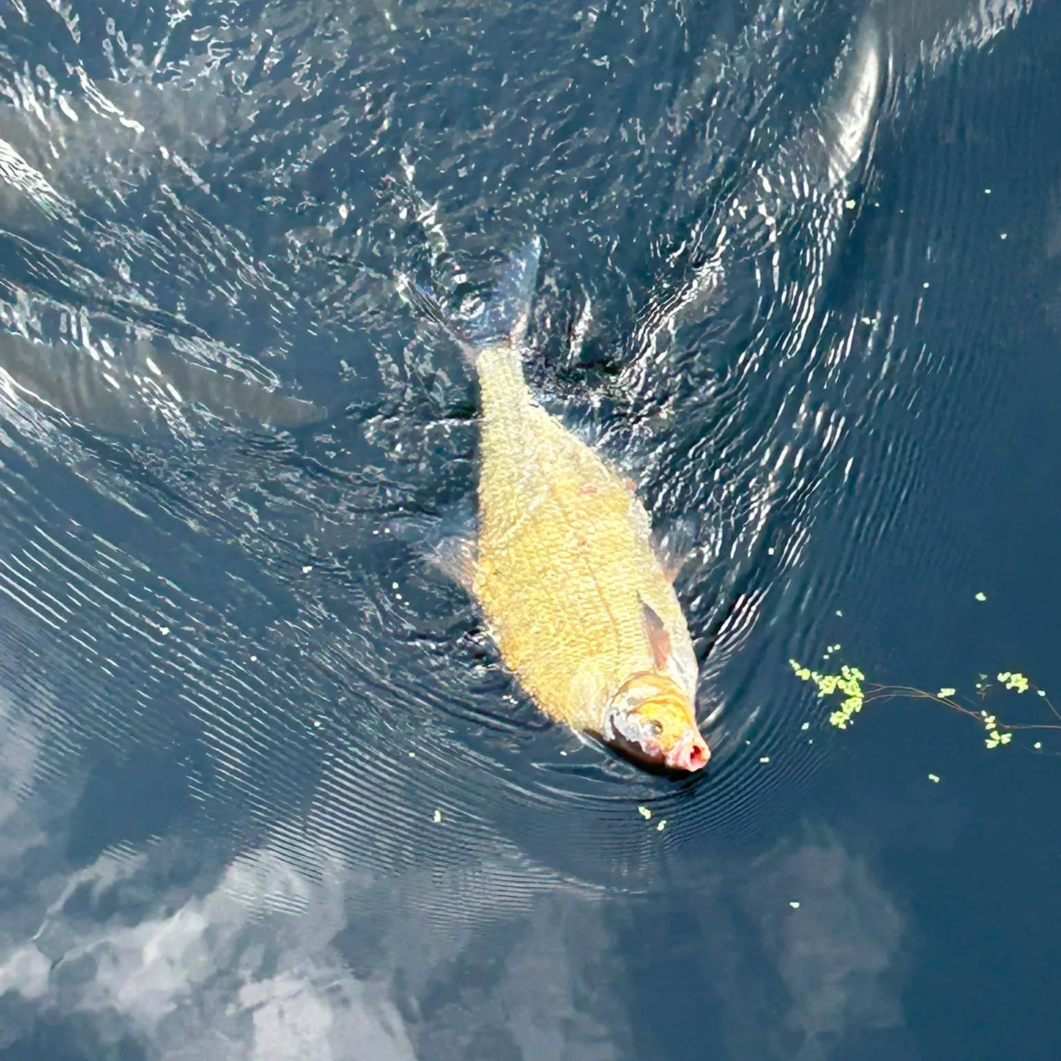 Common bream caught on Fishbrain