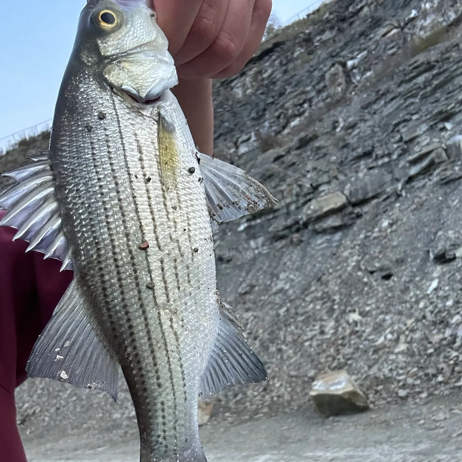 White bass caught on Fishbrain