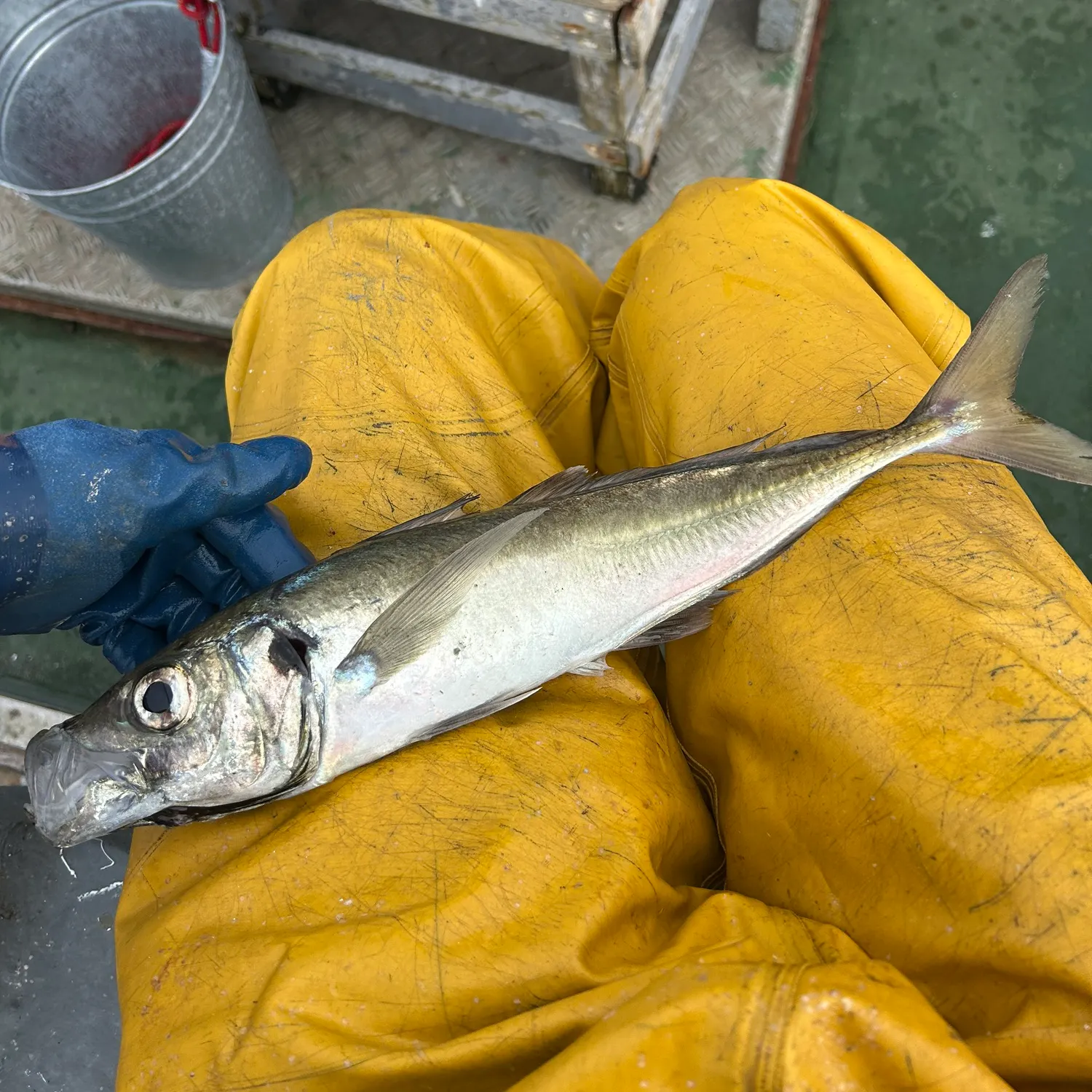 The most recent Atlantic horse mackerel catches on Fishbrain