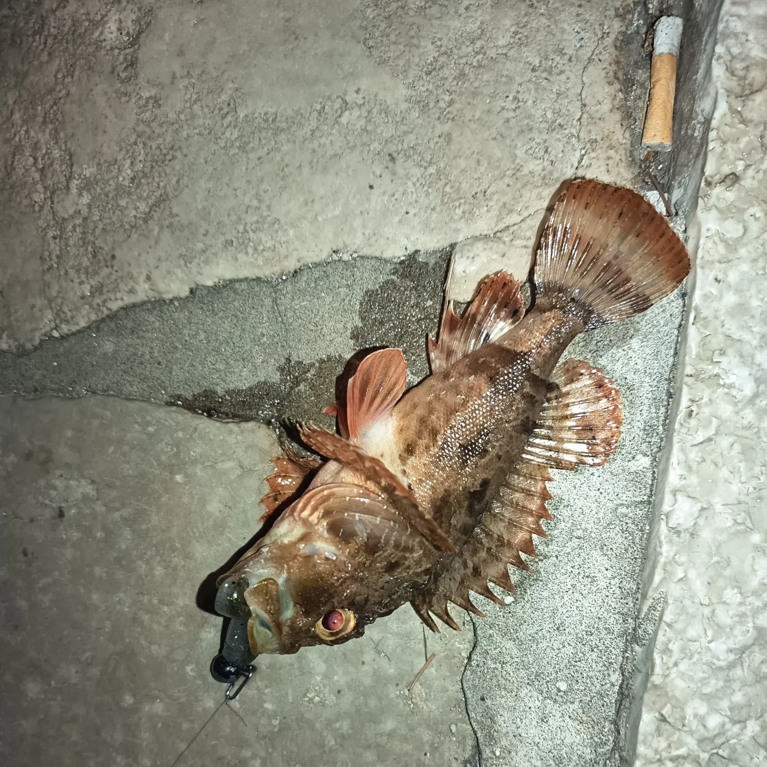 The most recent Black scorpionfish catches on Fishbrain