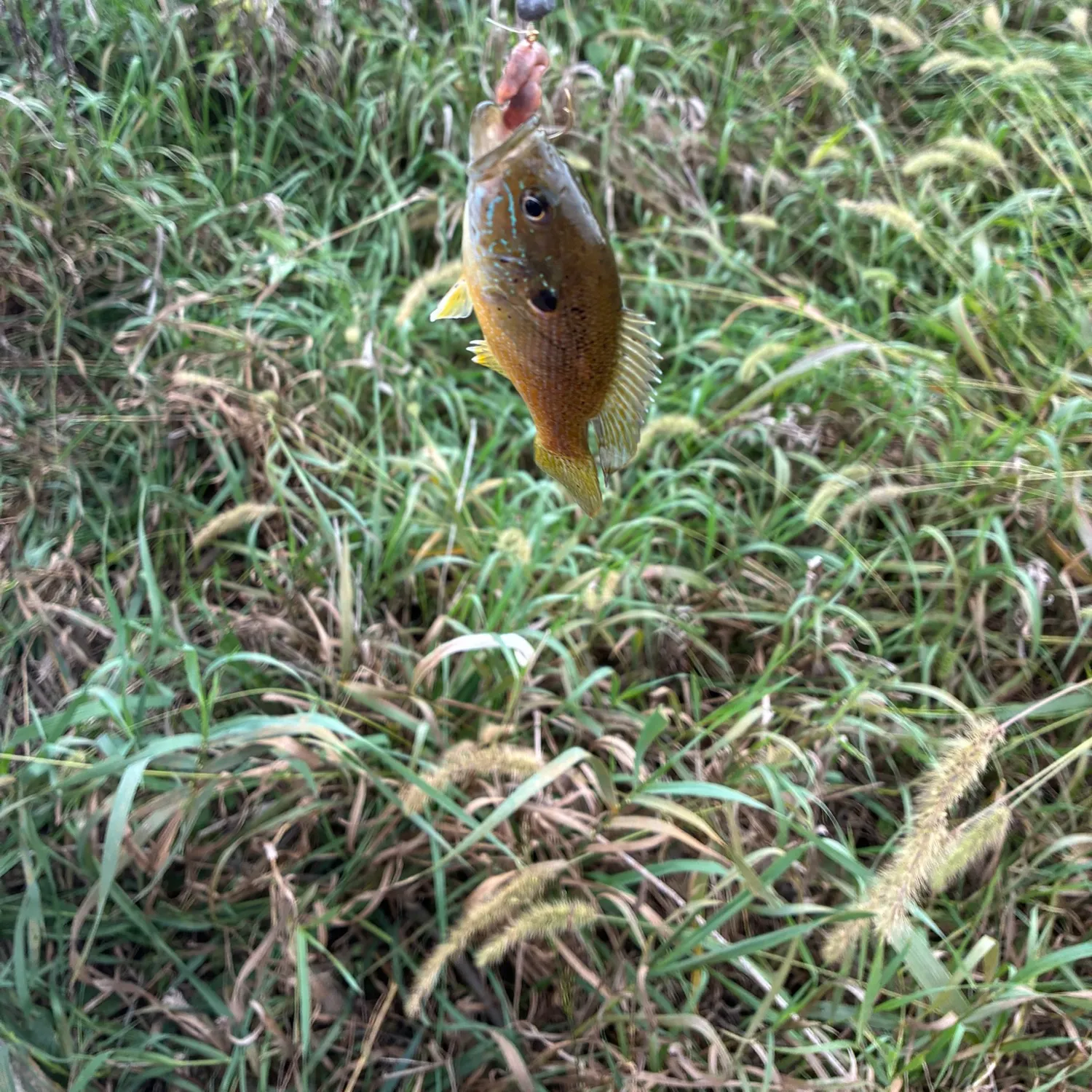 Green sunfish caught on Fishbrain