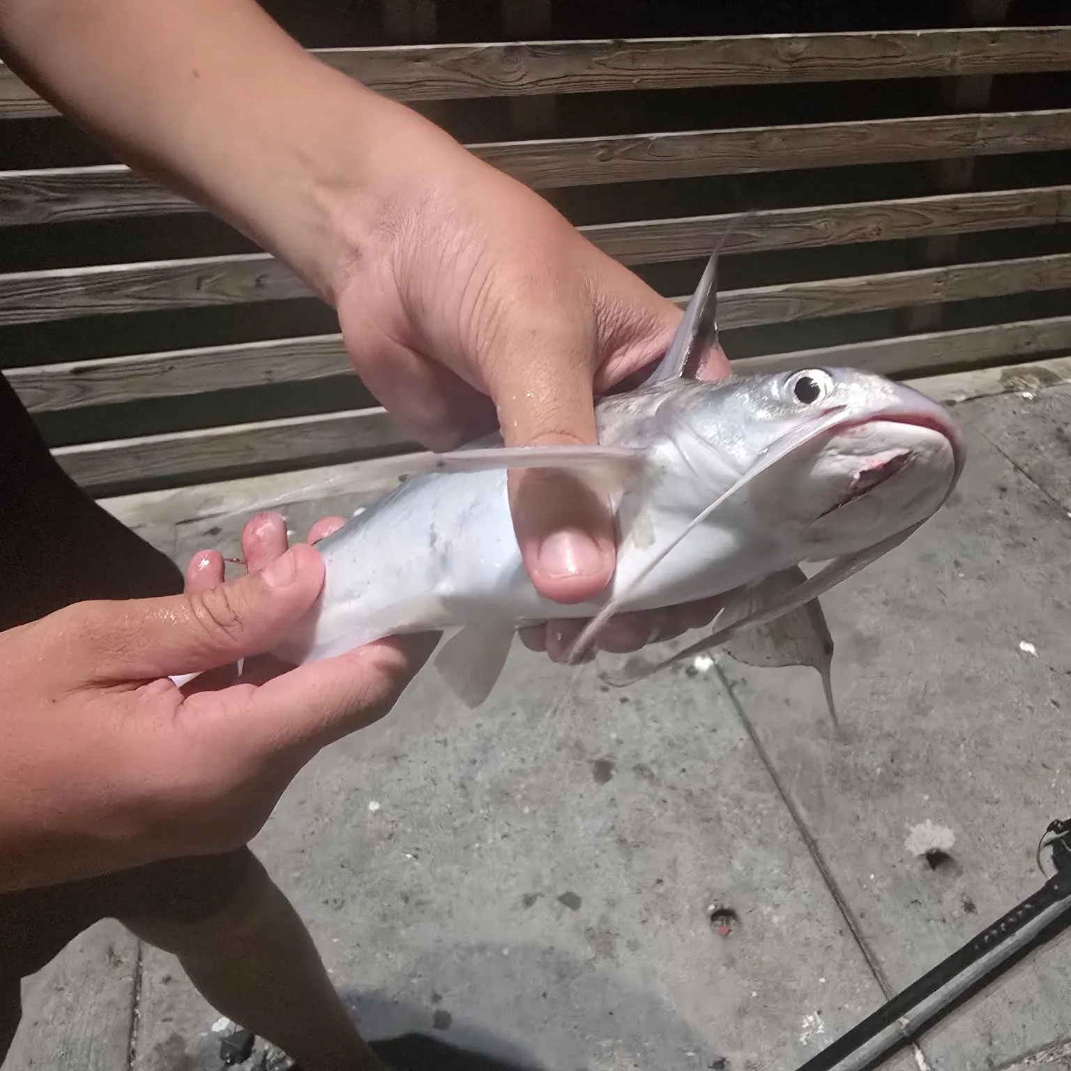 Gafftopsail sea catfish caught on Fishbrain