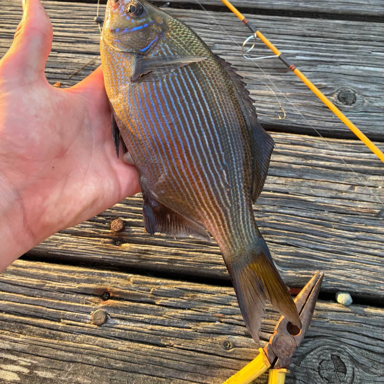 recently logged catches