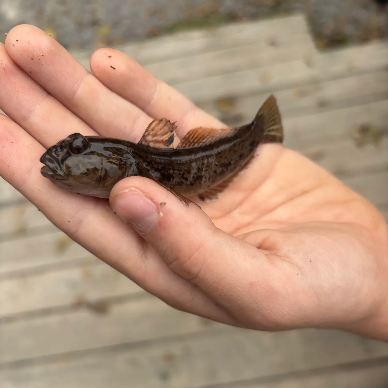 Round goby caught on Fishbrain