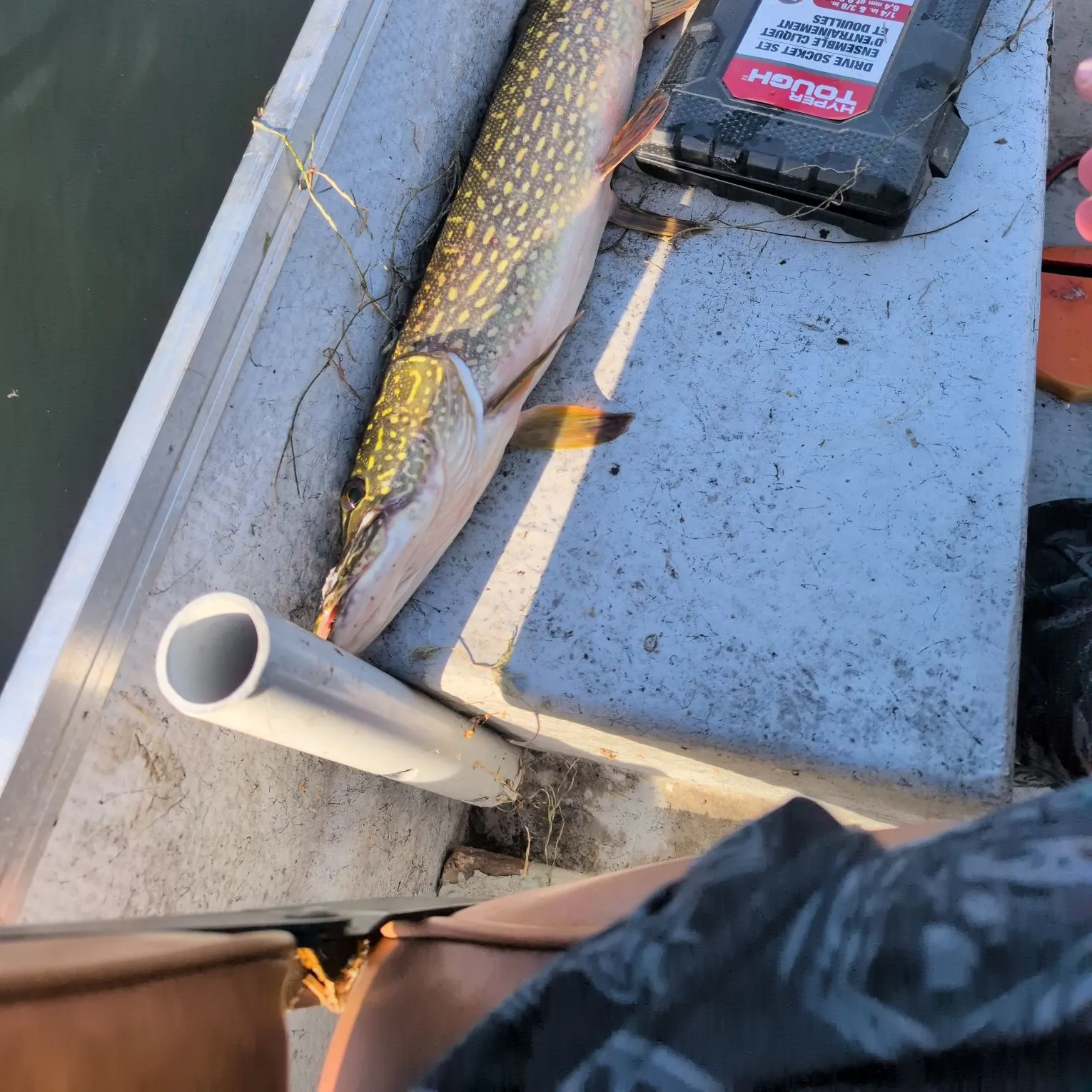 Fish caught on Fishbrain