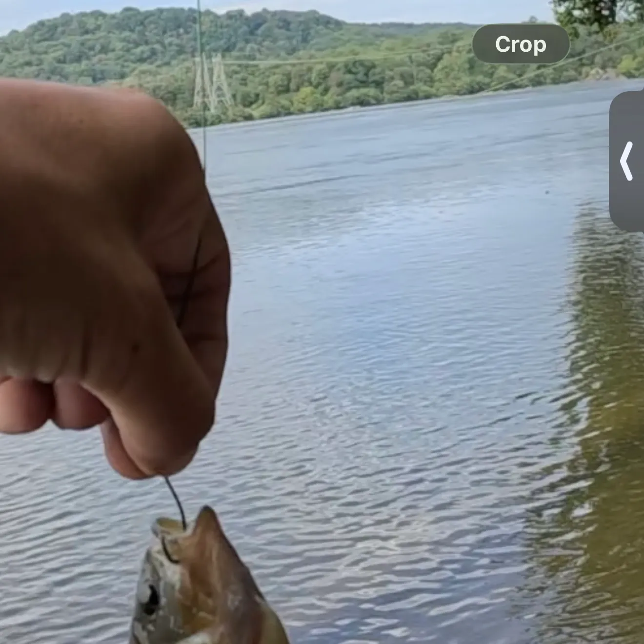 Green sunfish caught on Fishbrain