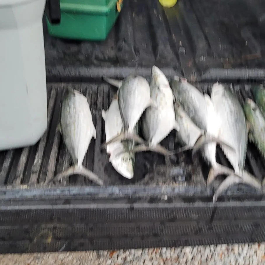 The most recent Spanish mackerel catches on Fishbrain