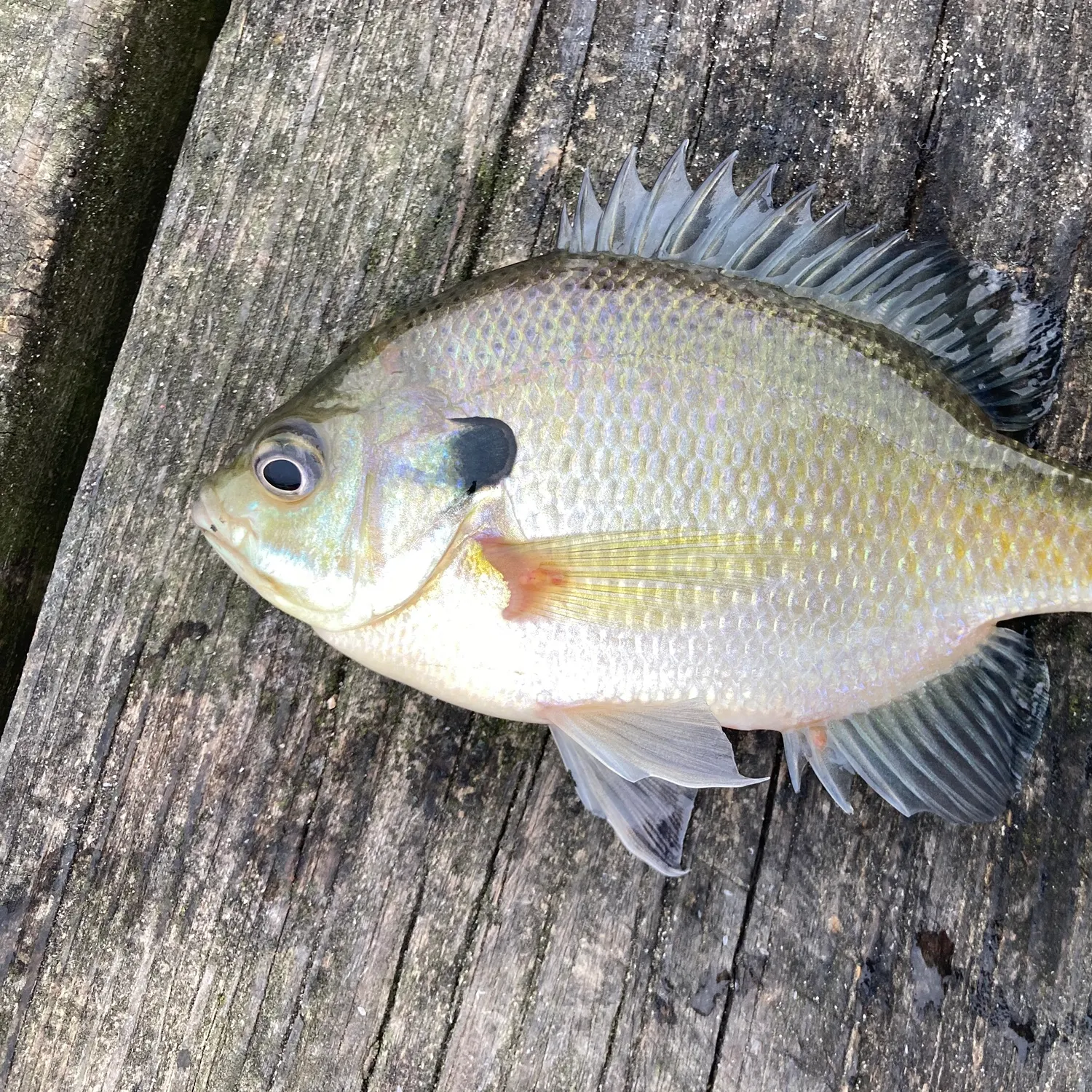Bluegill caught on Fishbrain