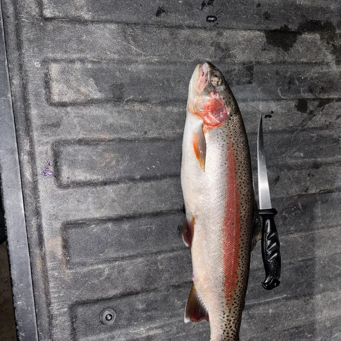 Rainbow trout caught on Fishbrain