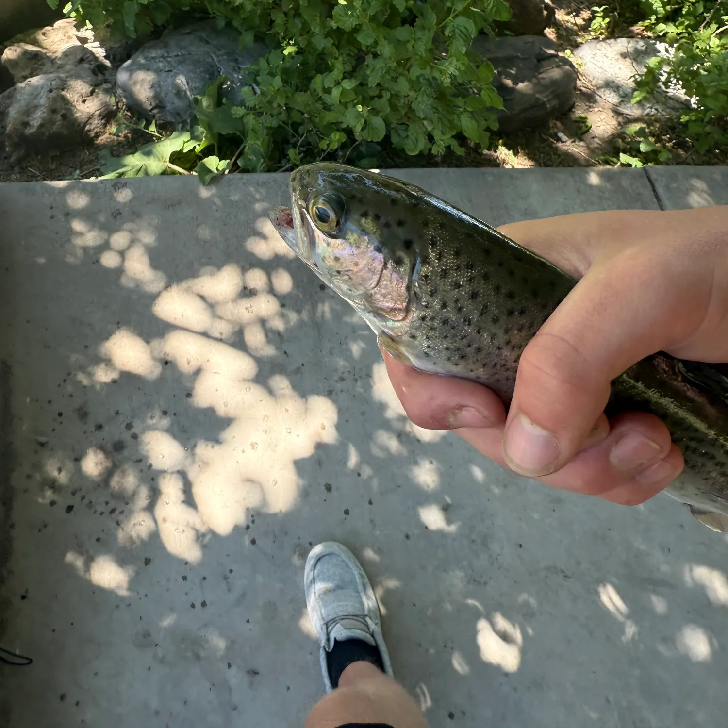 catch