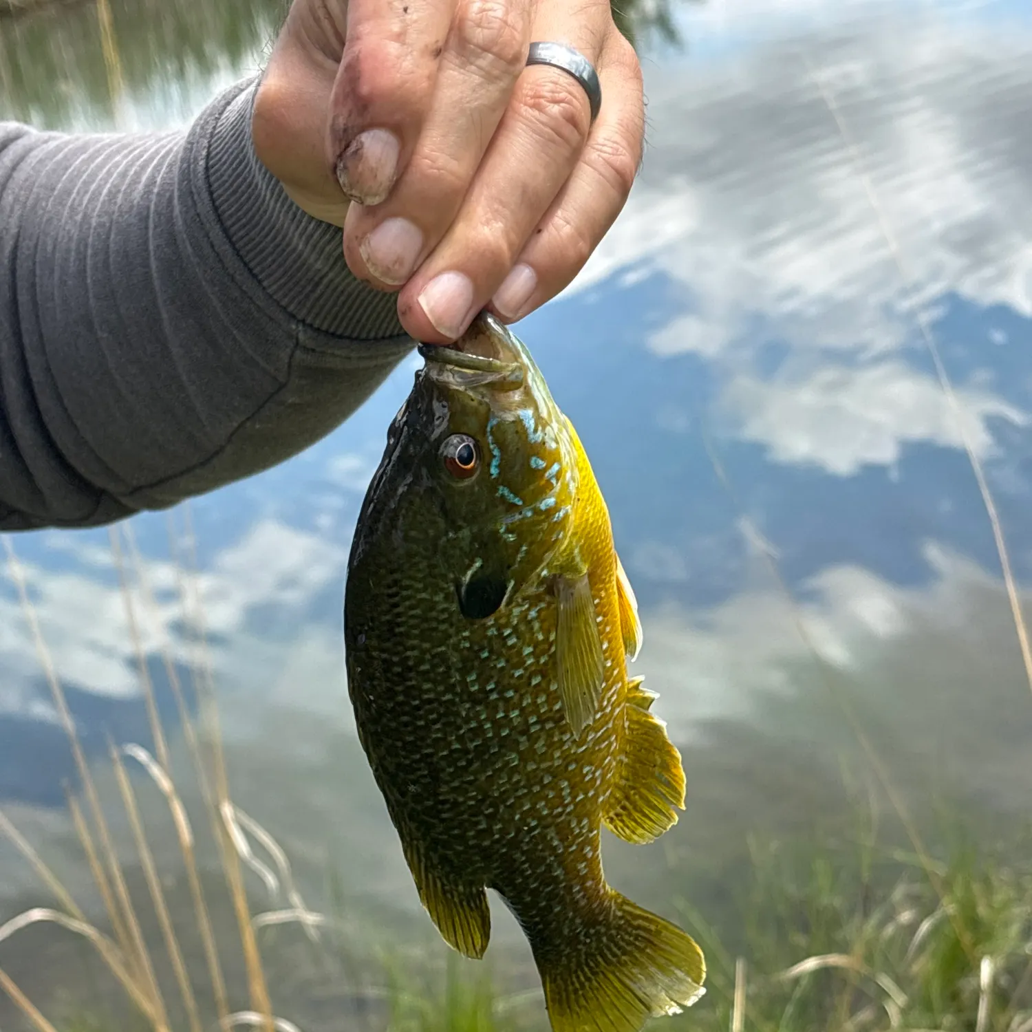Green sunfish caught on Fishbrain