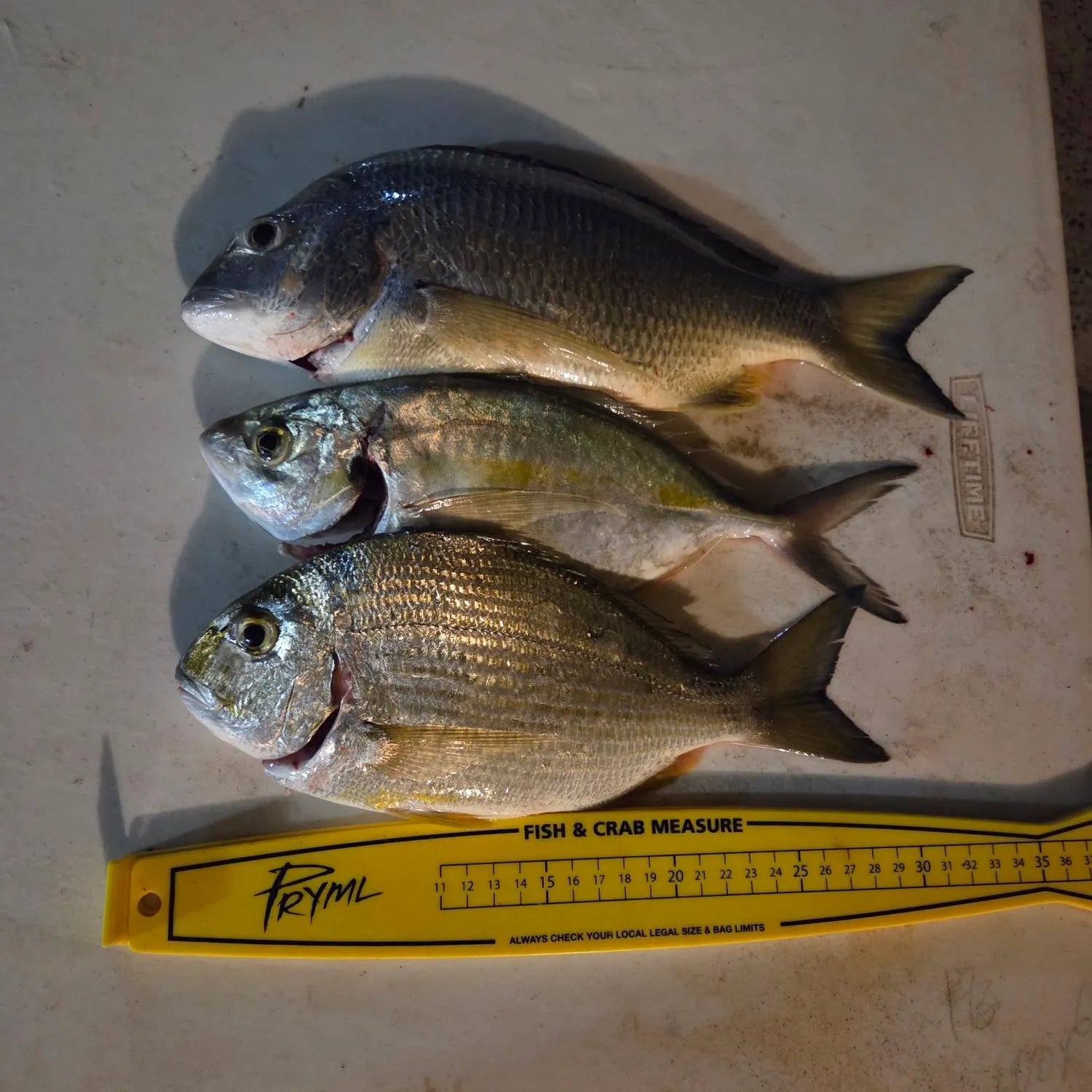 recently logged catches