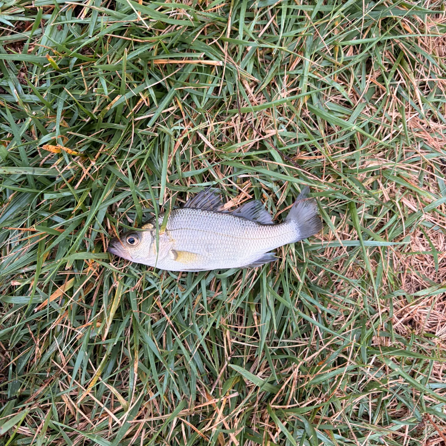 White perch caught on Fishbrain