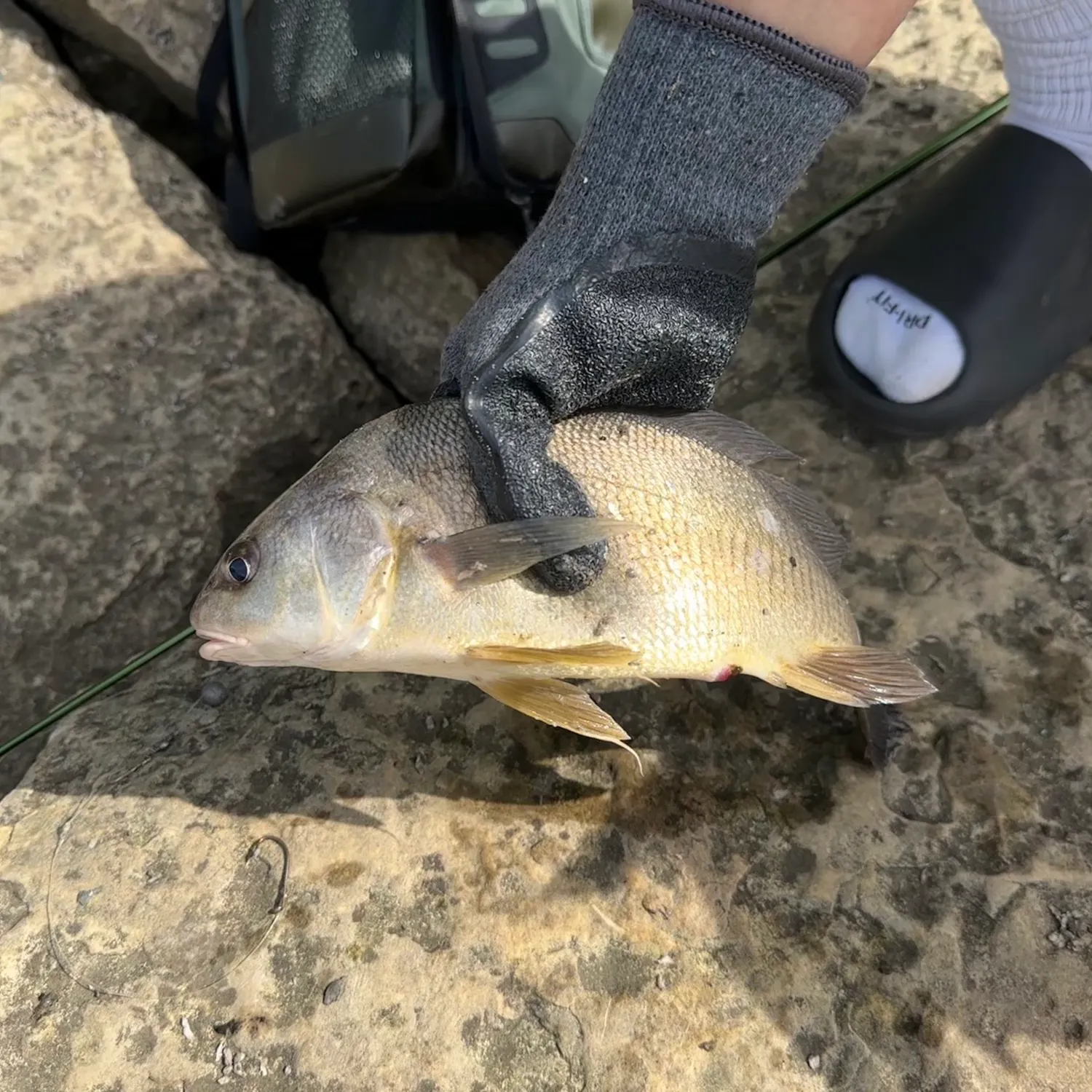 Freshwater drum caught on Fishbrain