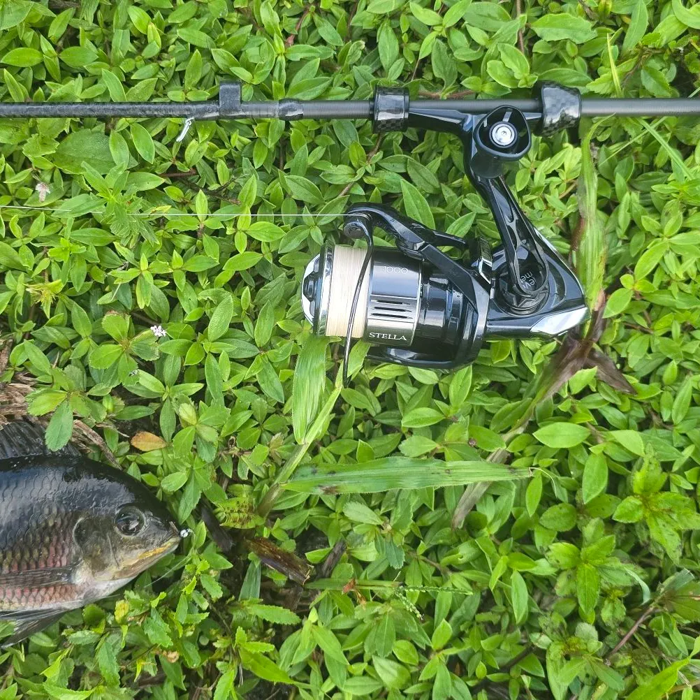 Spotted tilapia caught on Fishbrain