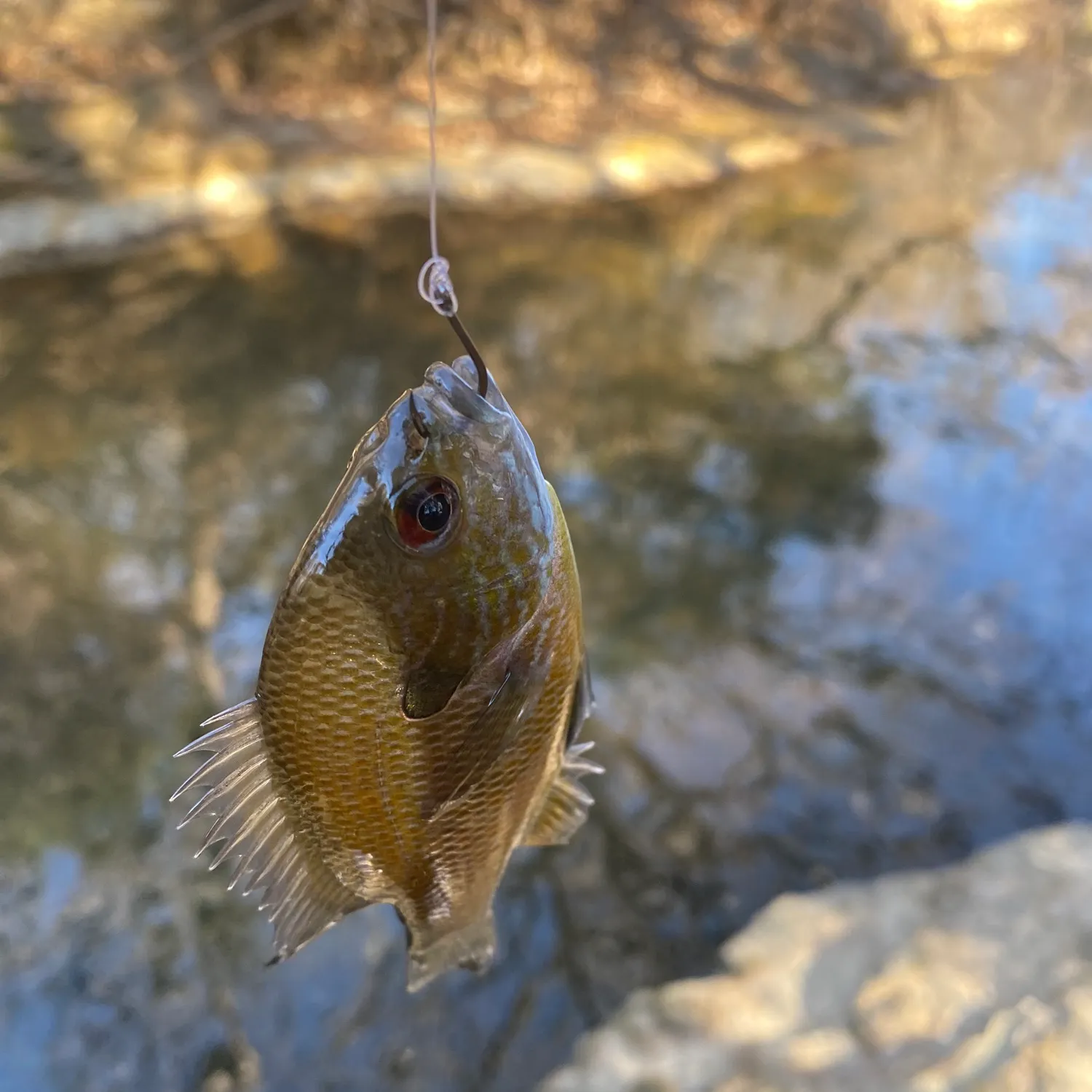 The most recent Longear sunfish catches on Fishbrain
