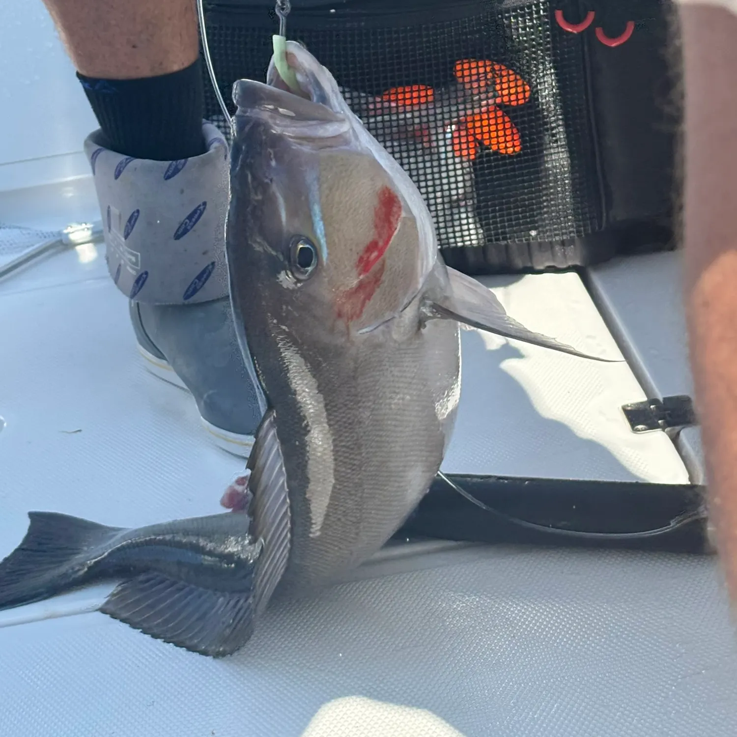 The most recent Grey tilefish catches on Fishbrain