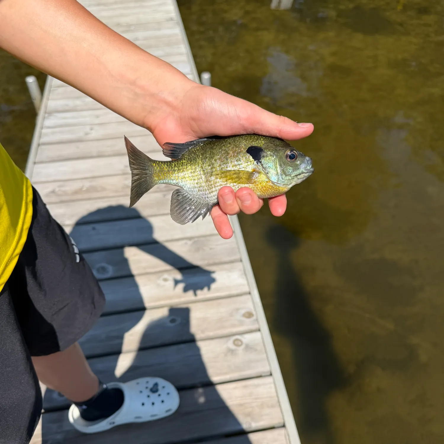 Bluegill caught on Fishbrain