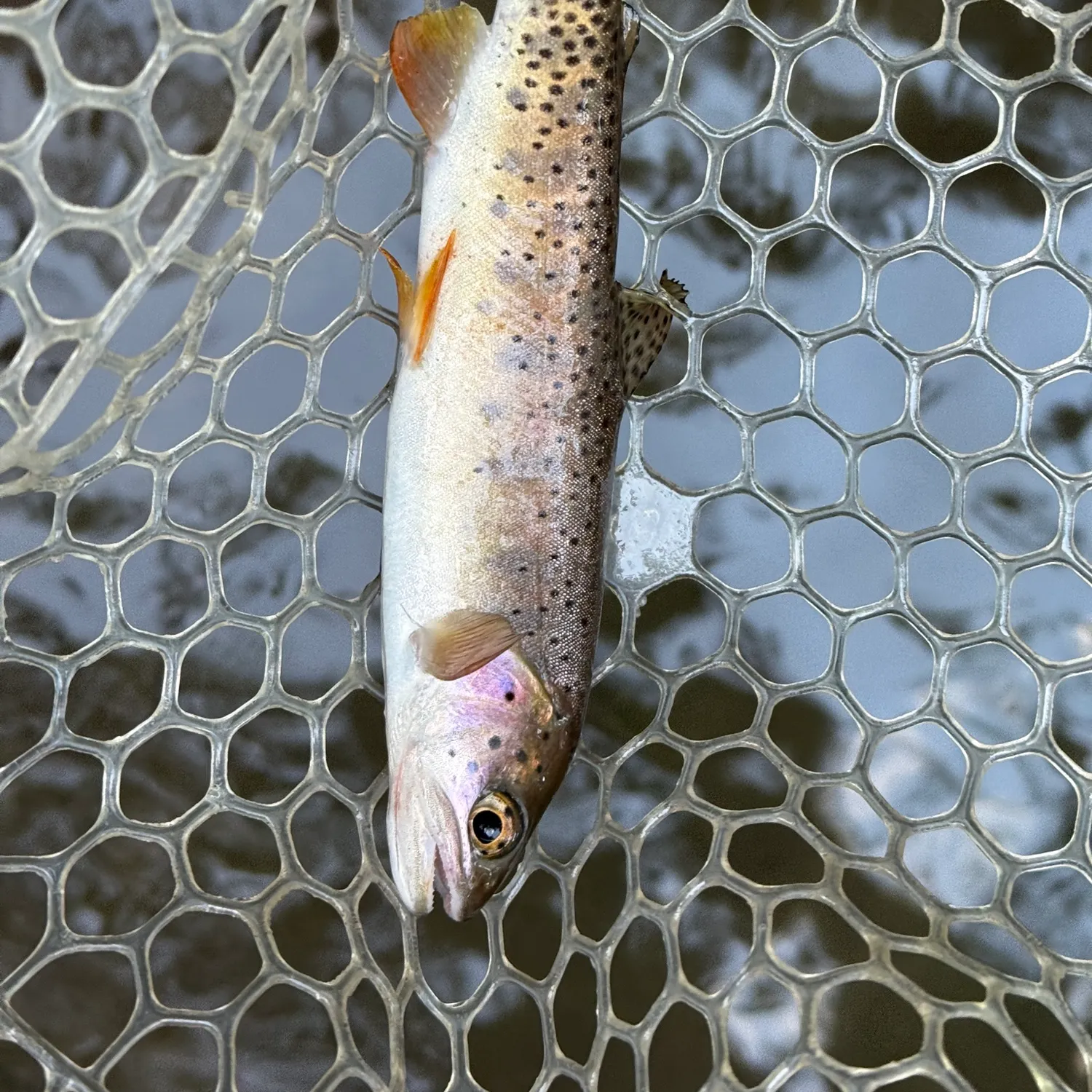 Bear River cutthroat trout caught on Fishbrain