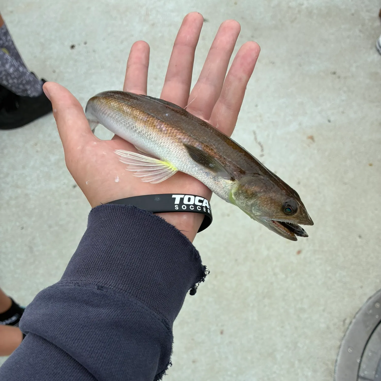 The most recent California lizardfish catches on Fishbrain