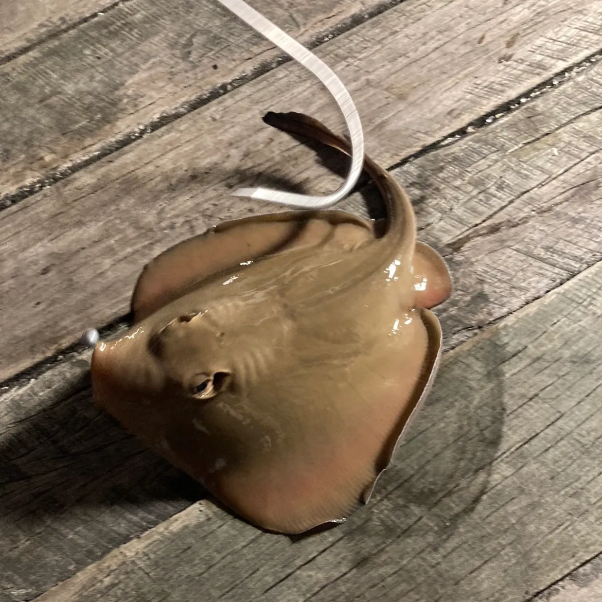 The most recent Common stingaree catches on Fishbrain