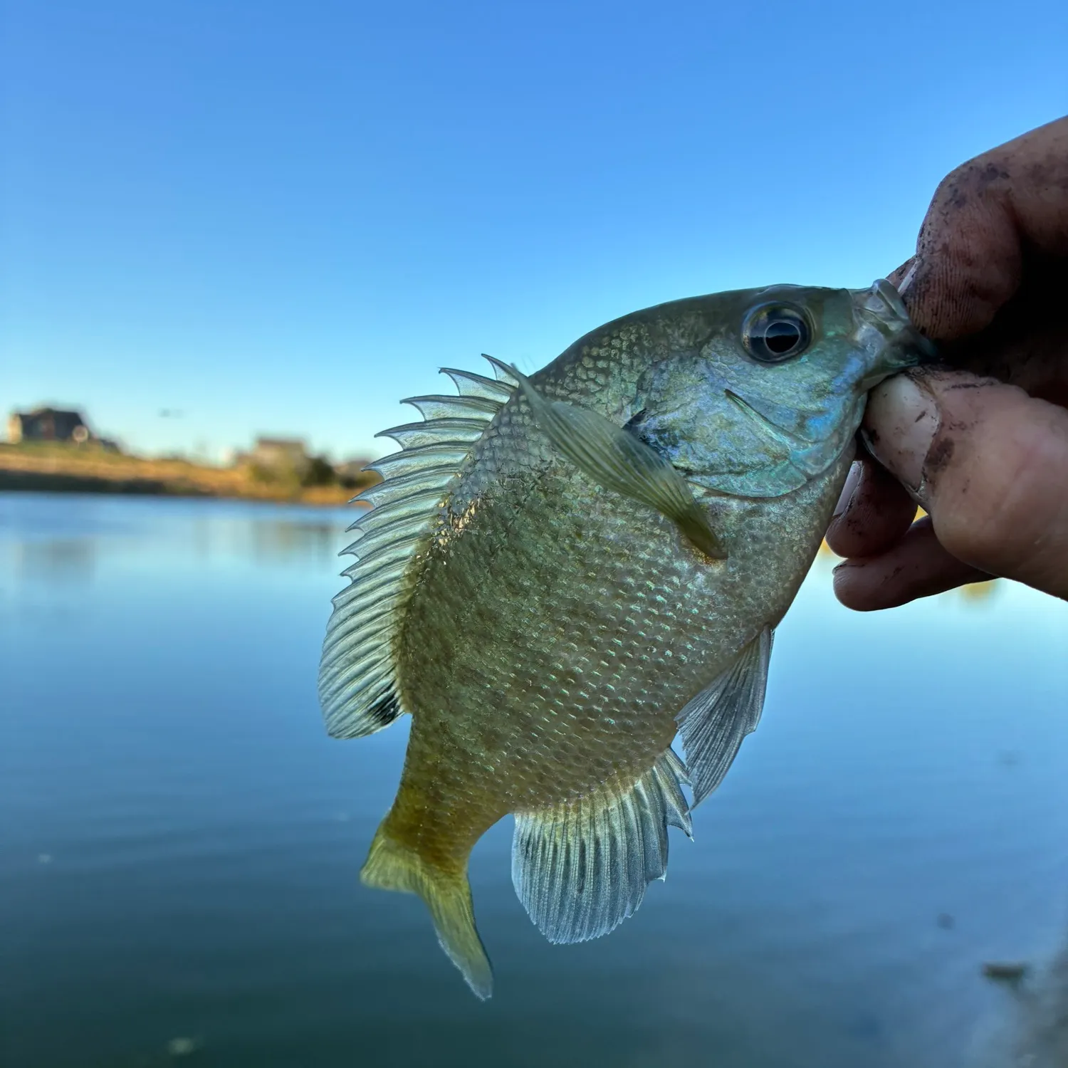 Bluegill caught on Fishbrain