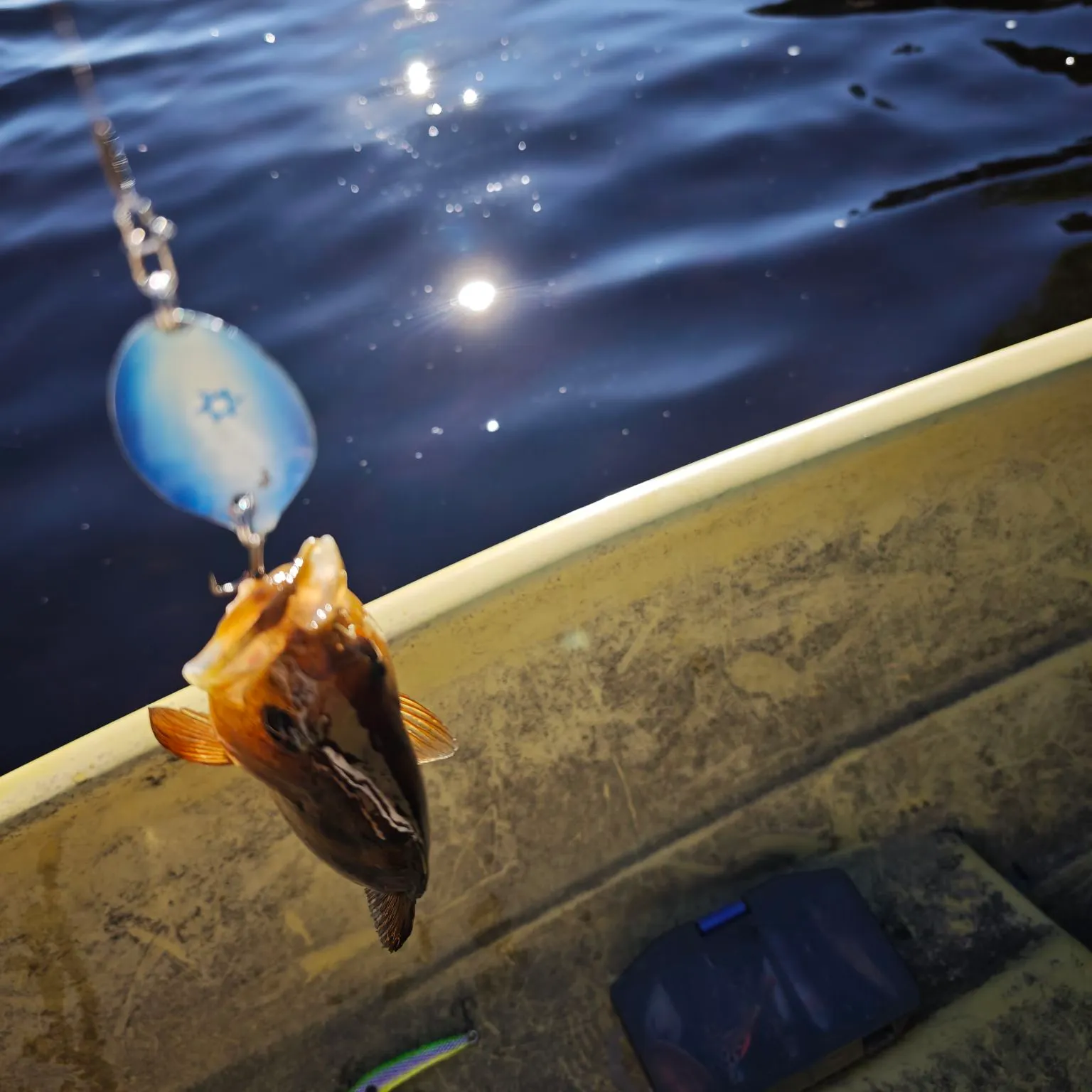 European perch caught on Fishbrain