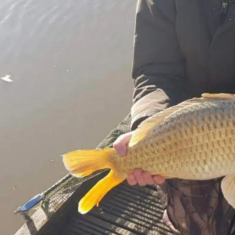 The most recent Ghost carp catches on Fishbrain