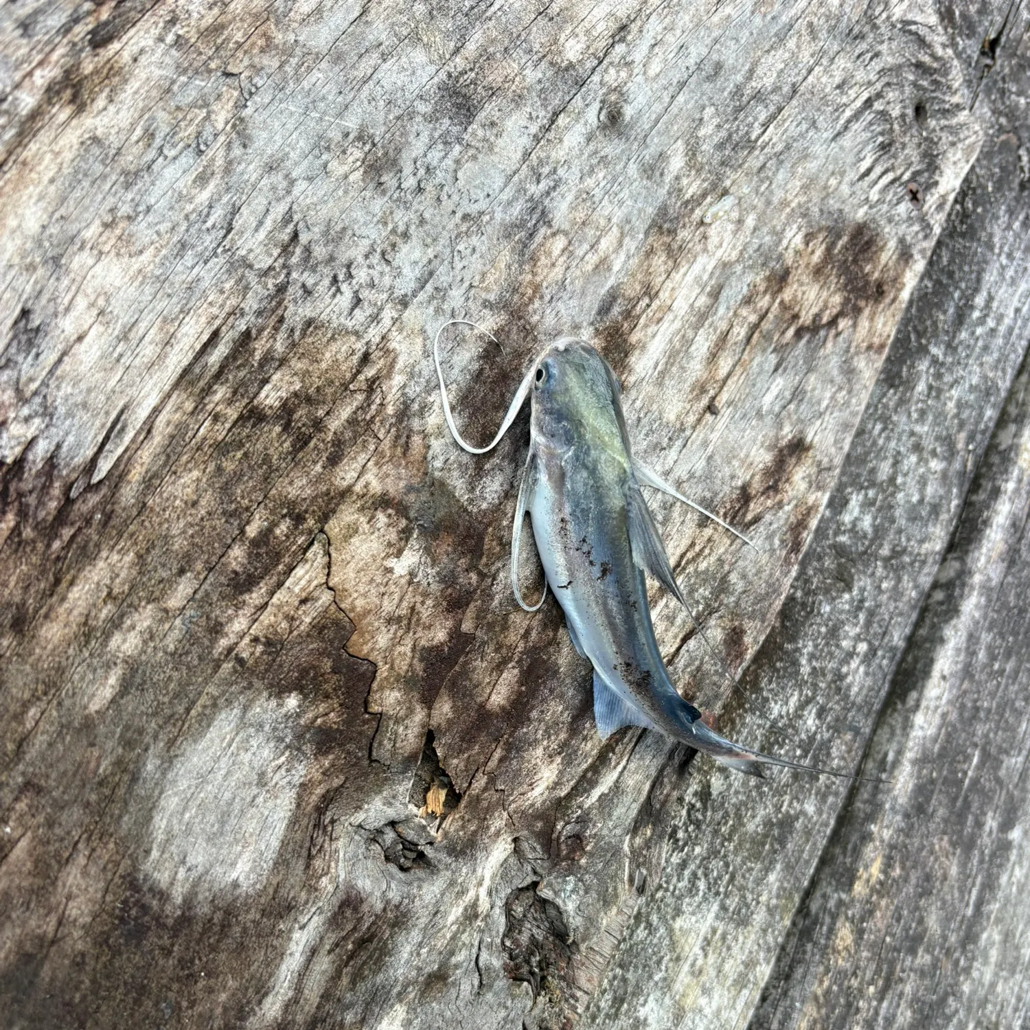 Gafftopsail sea catfish caught on Fishbrain