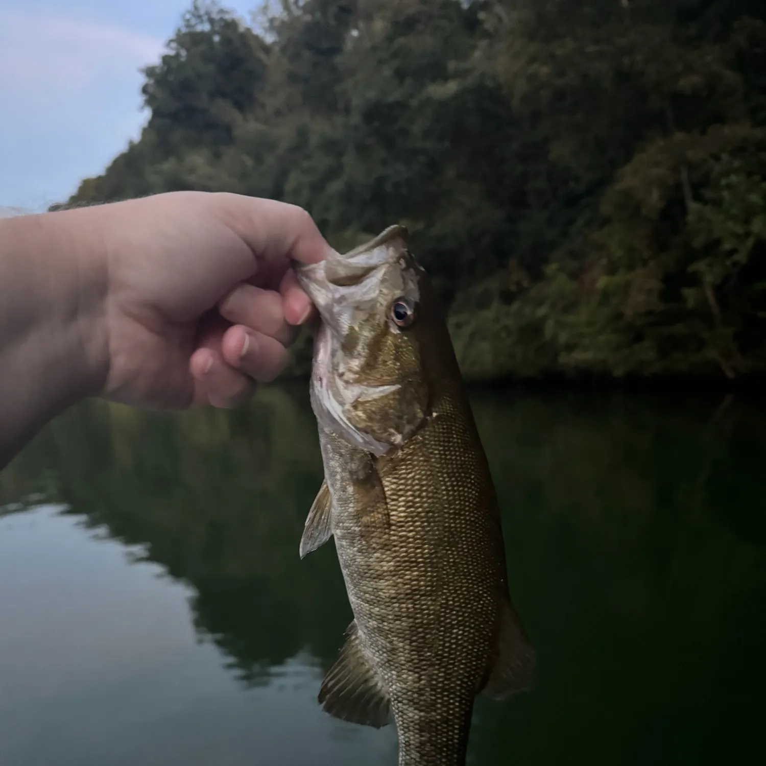Smallmouth bass caught on Fishbrain