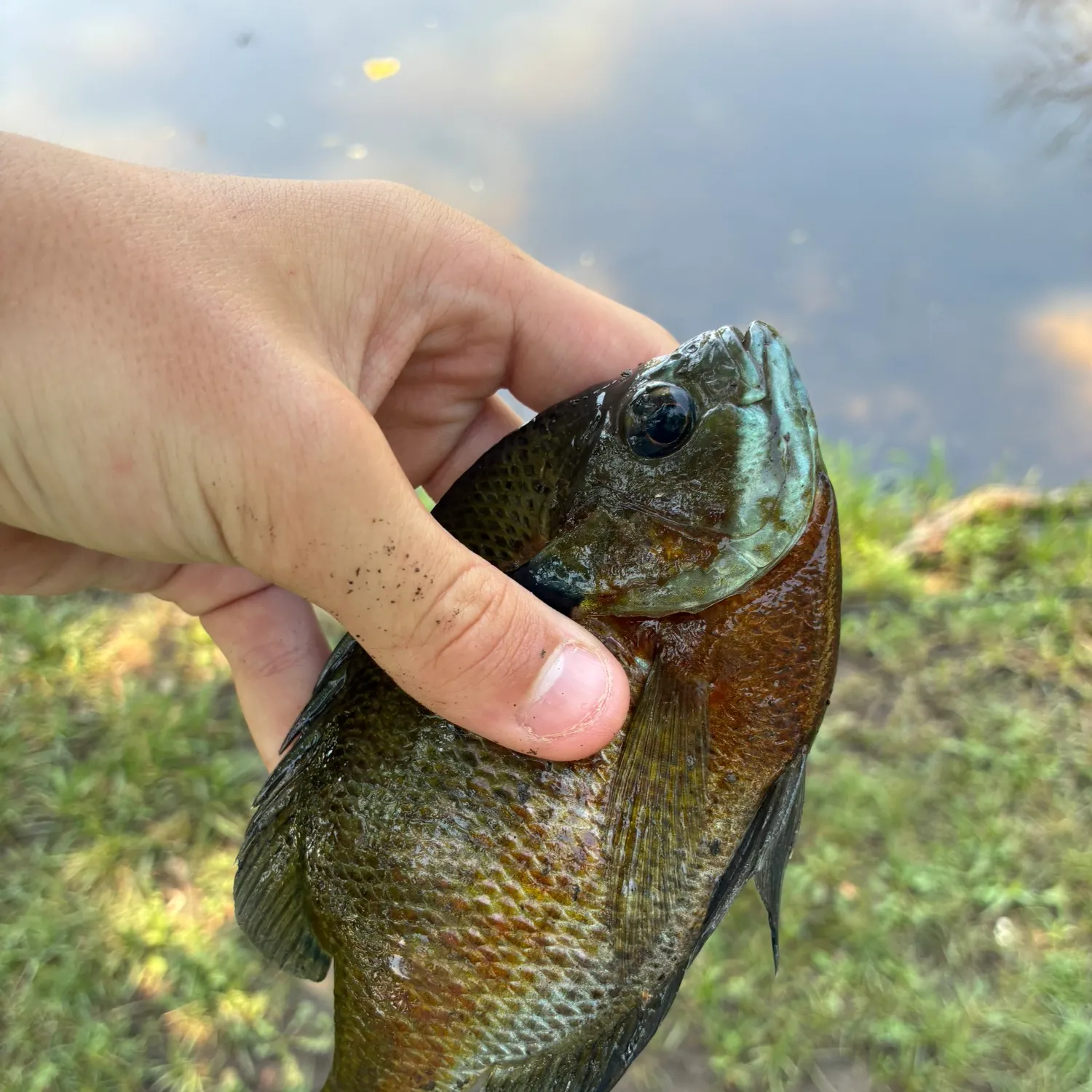 The most recent Redbreast sunfish x bluegill catches on Fishbrain