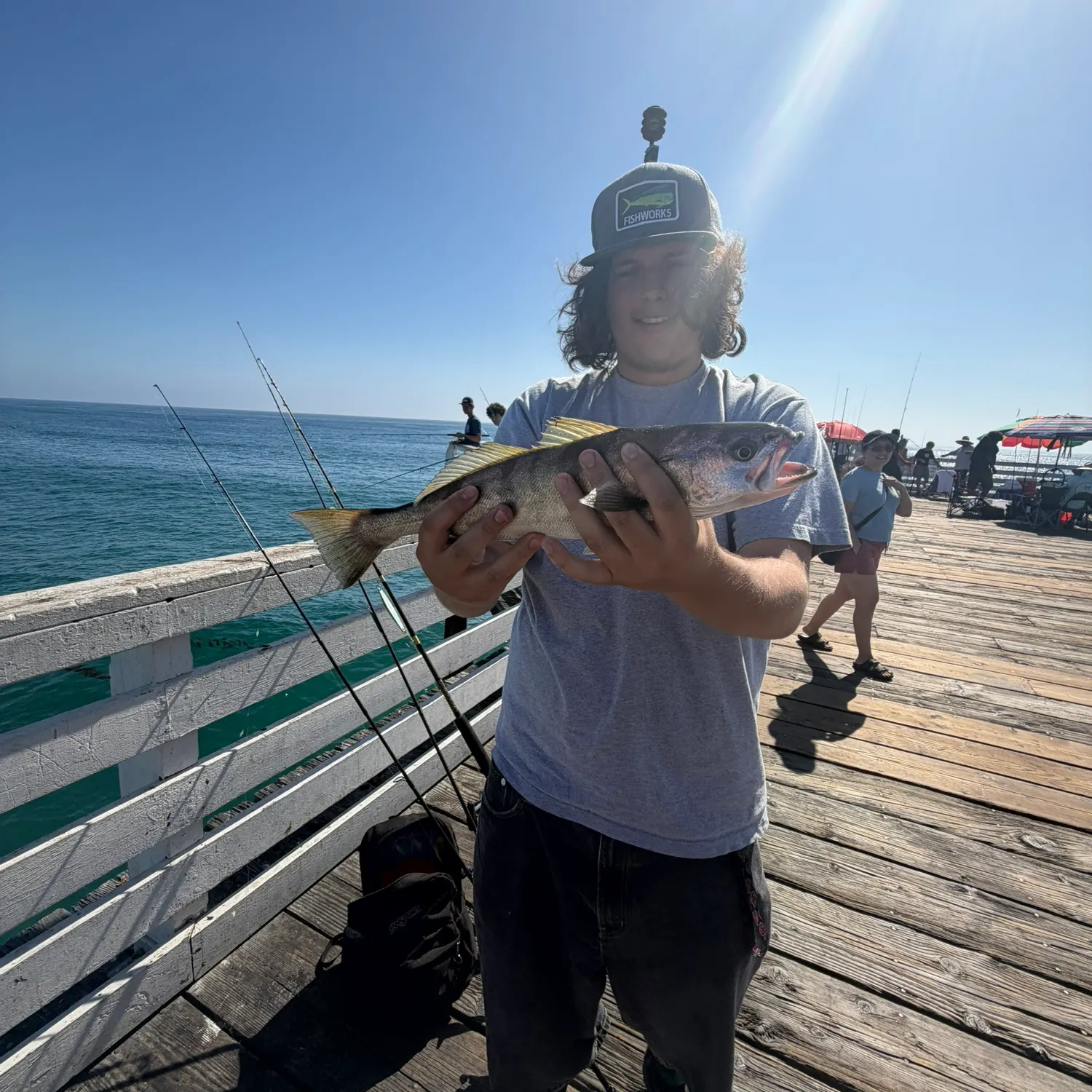 White seabass caught on Fishbrain