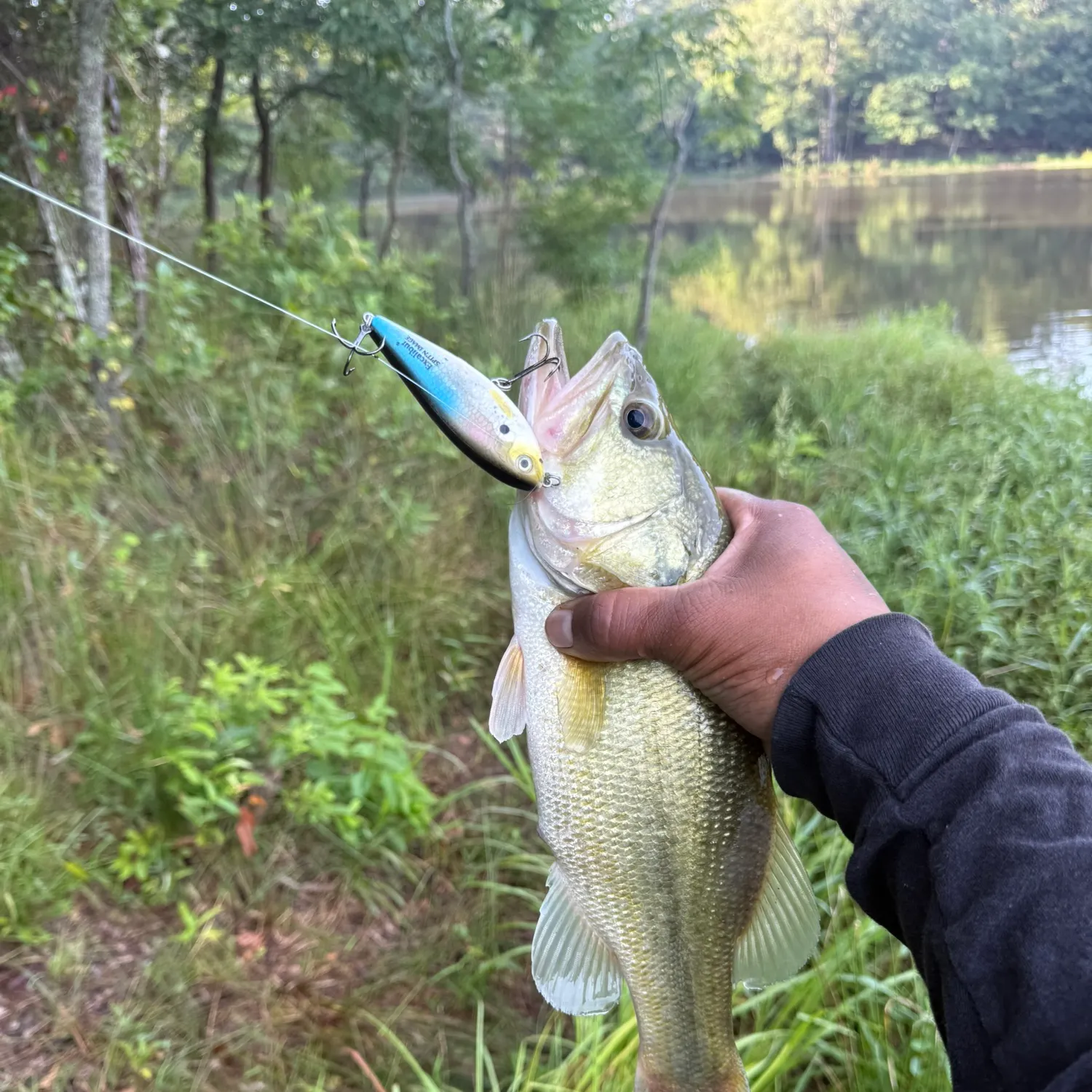 Largemouth bass caught on Fishbrain
