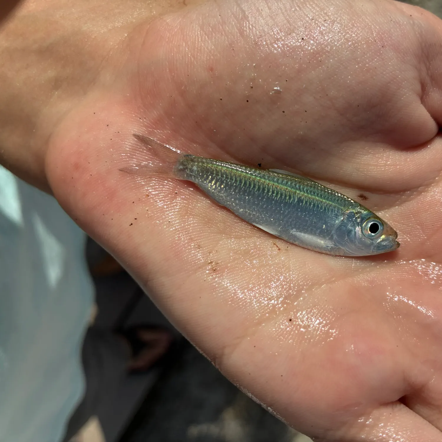 The most recent Scaled herring catches on Fishbrain