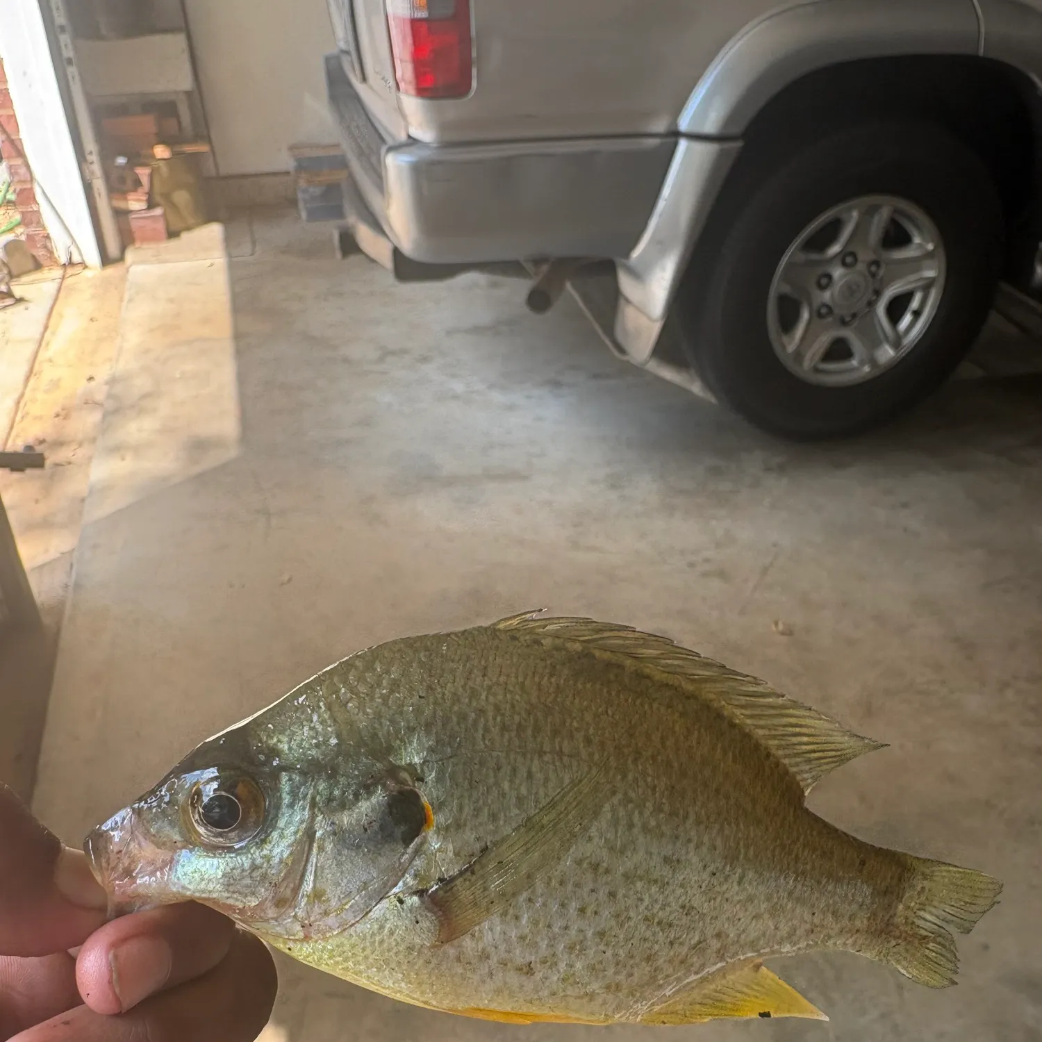 Fish caught on Fishbrain