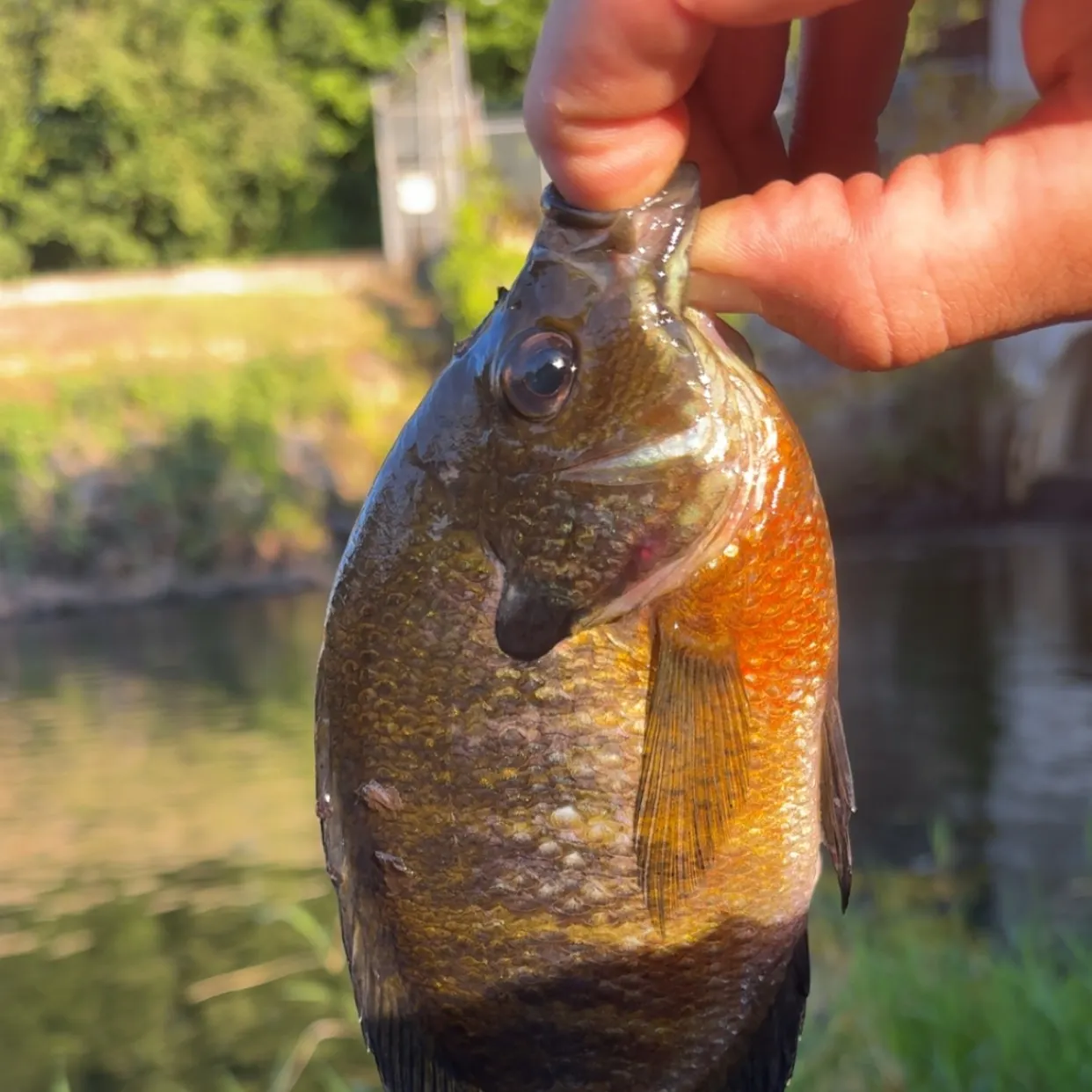 Bluegill caught on Fishbrain