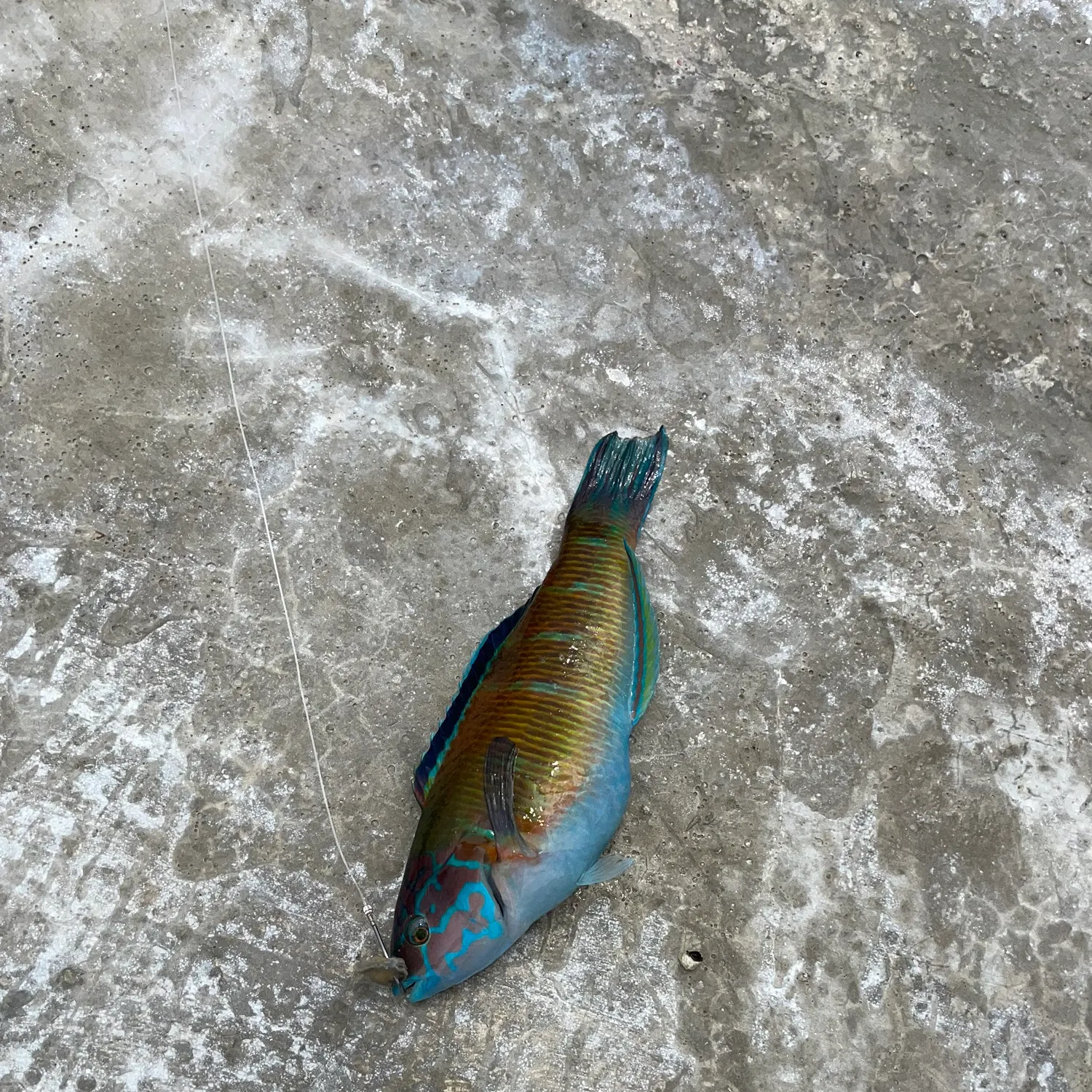 The most recent Ornate wrasse catches on Fishbrain