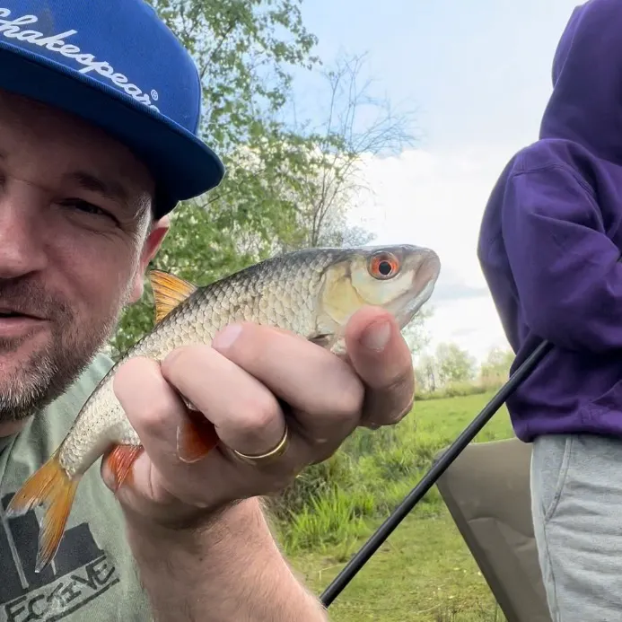 The most recent Common roach catches on Fishbrain